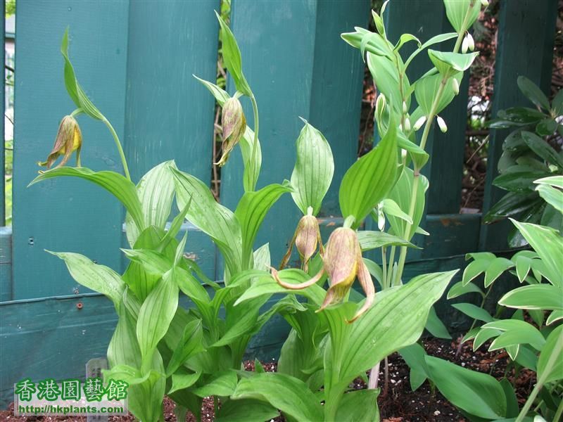 Cypripedium parviflorum (4).JPG