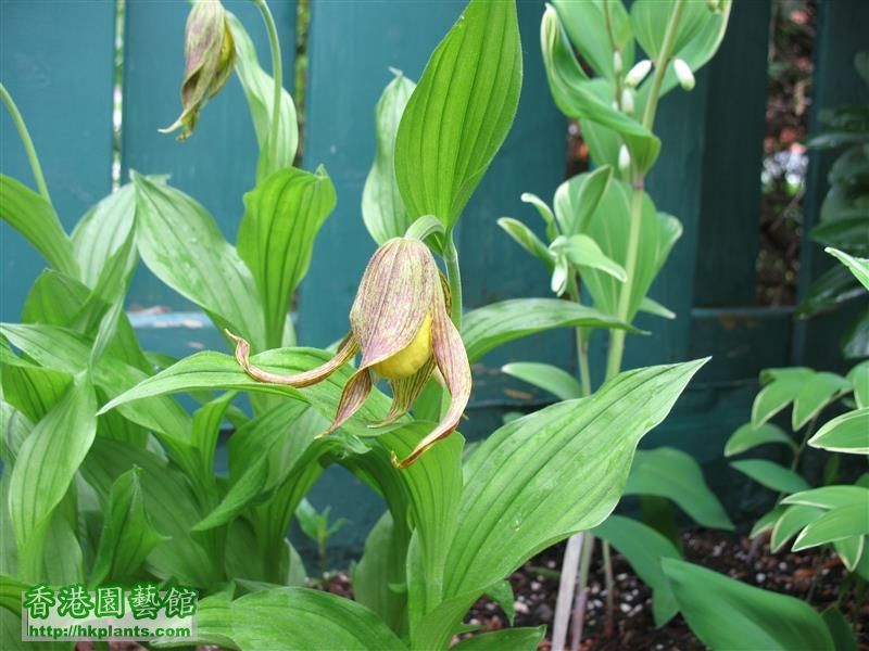 Cypripedium parviflorum (5).JPG