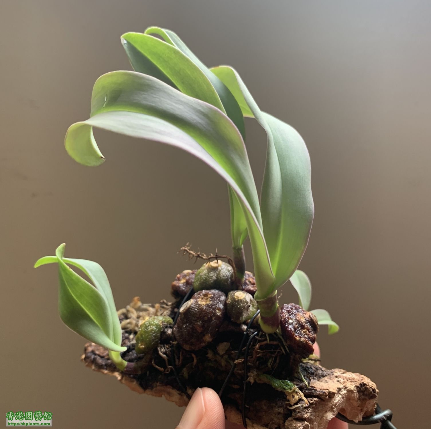 Bulbophyllum muscarirubrum