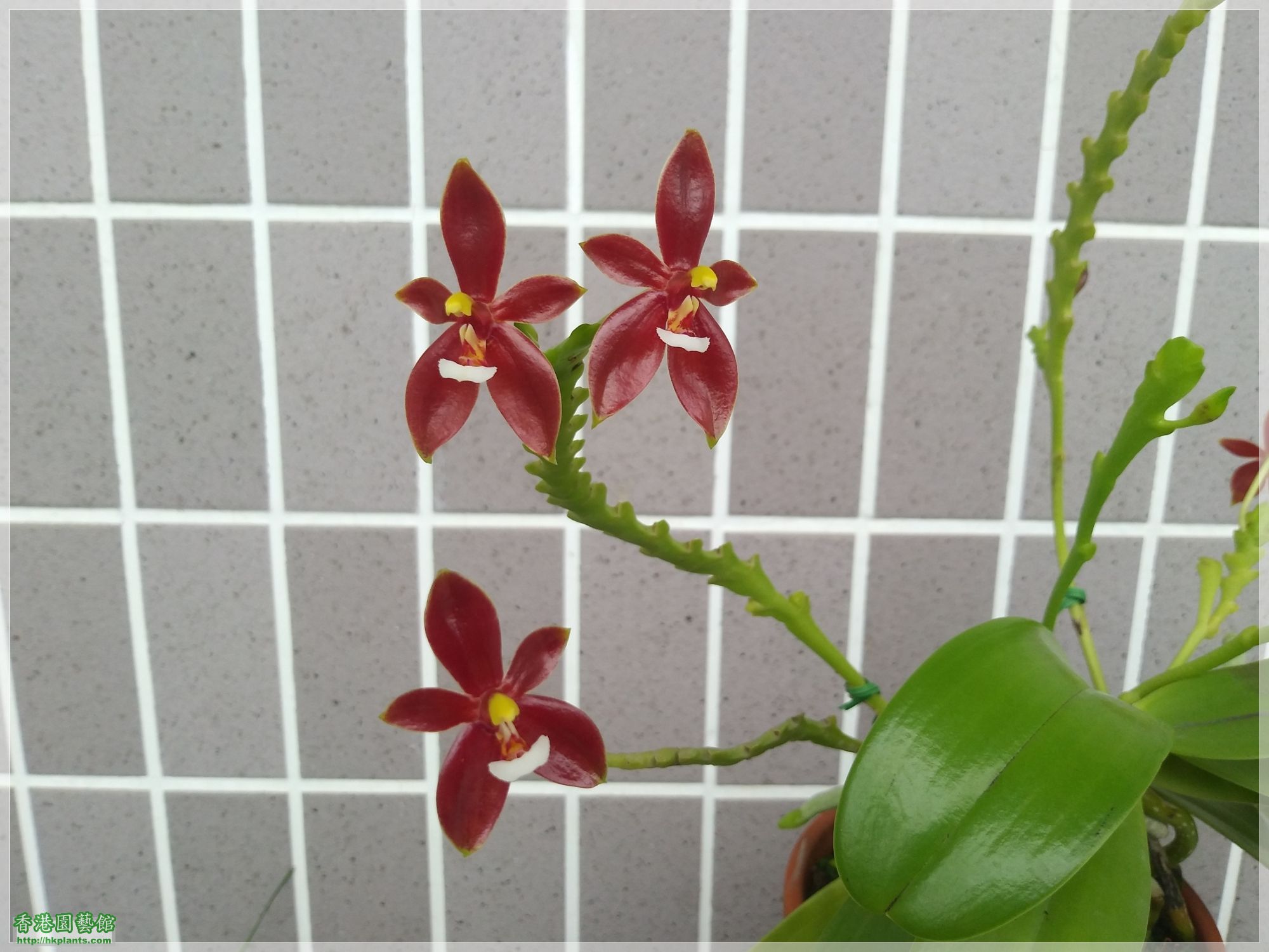 Phalaenopsis cornu-cervi var forma chattaladae 4n-2019-014.jpg