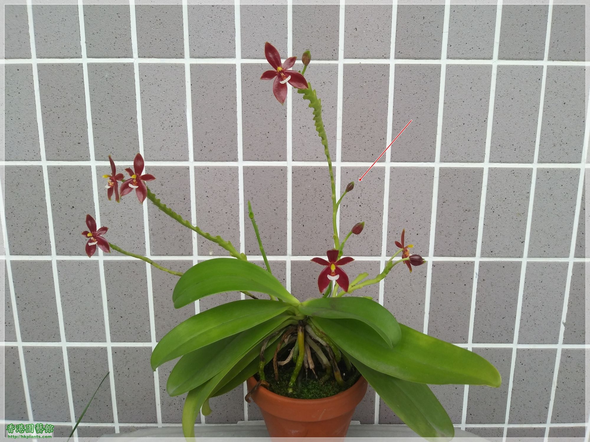 Phalaenopsis cornu-cervi var forma chattaladae 4n-2019-015.jpg