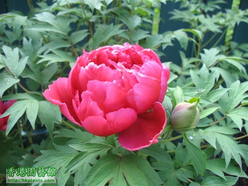 Peony tree (7).JPG