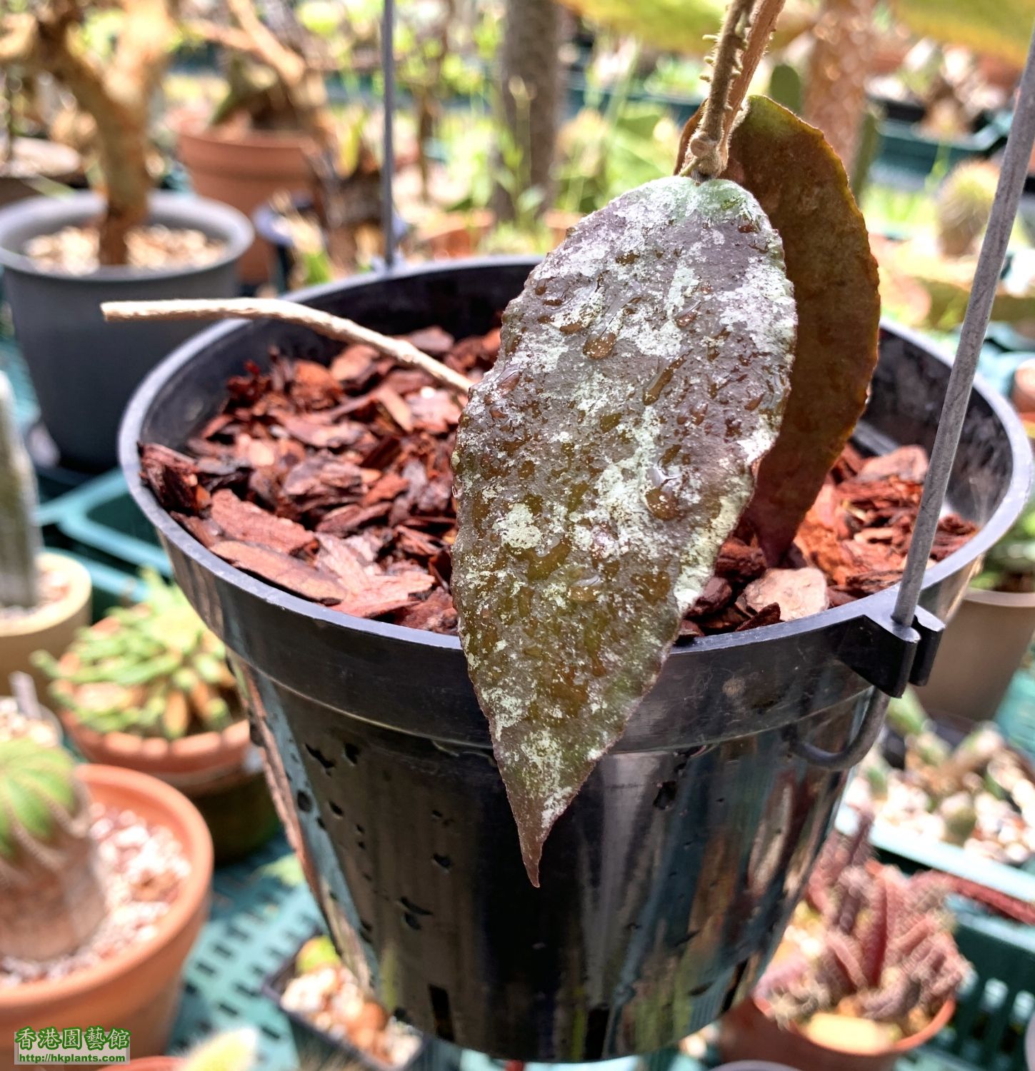 Hoya Caudata "Sumatra"