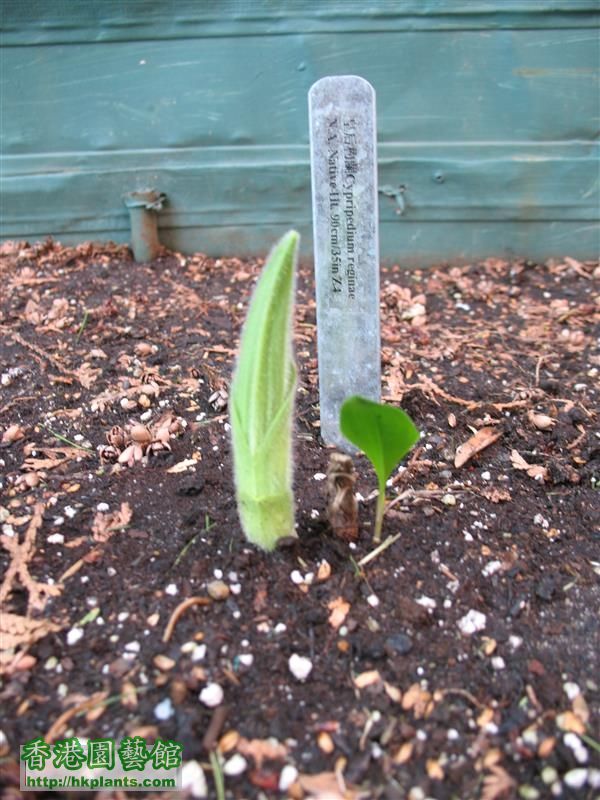 Cypripedium reginae (1).JPG