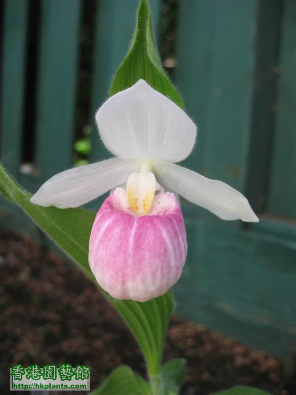 Cypripedium reginae (15).JPG