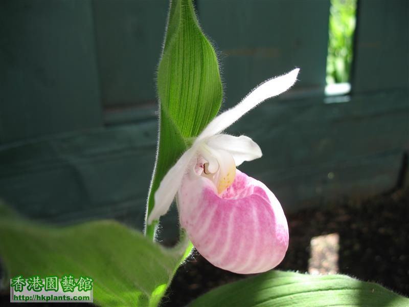 Cypripedium reginae (18).JPG