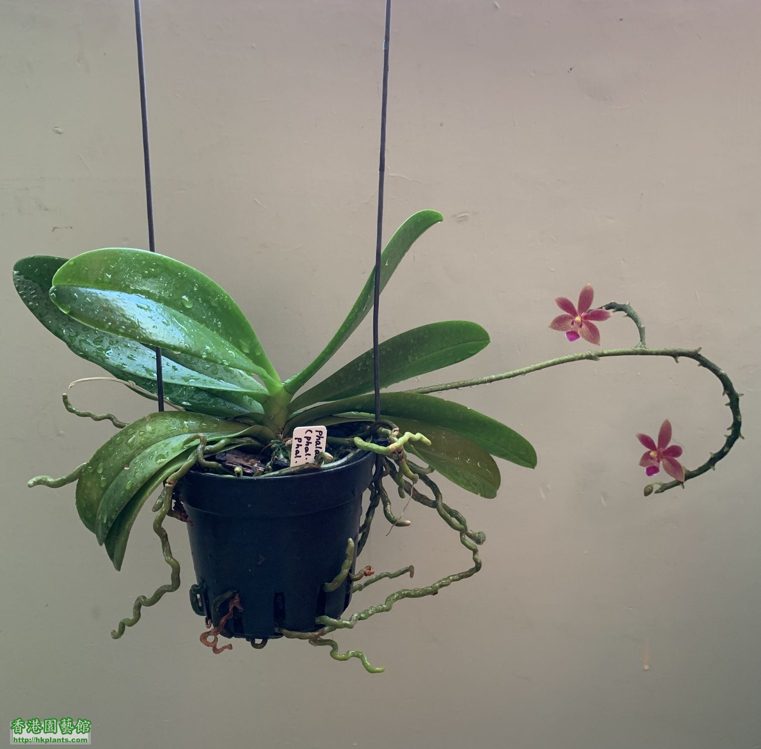 Phal. Cornustris (Phal. equestris x Phal. cornu-cervi