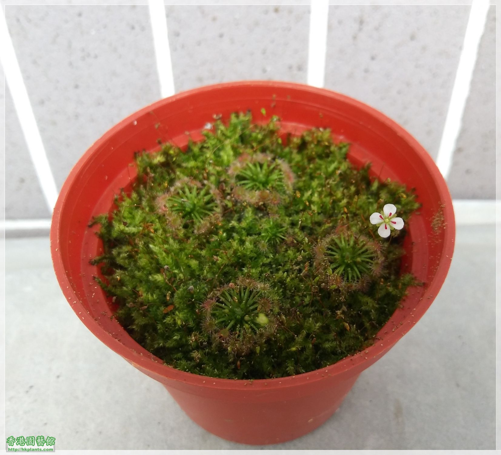 Drosera Carbarup-2020-C004.jpg