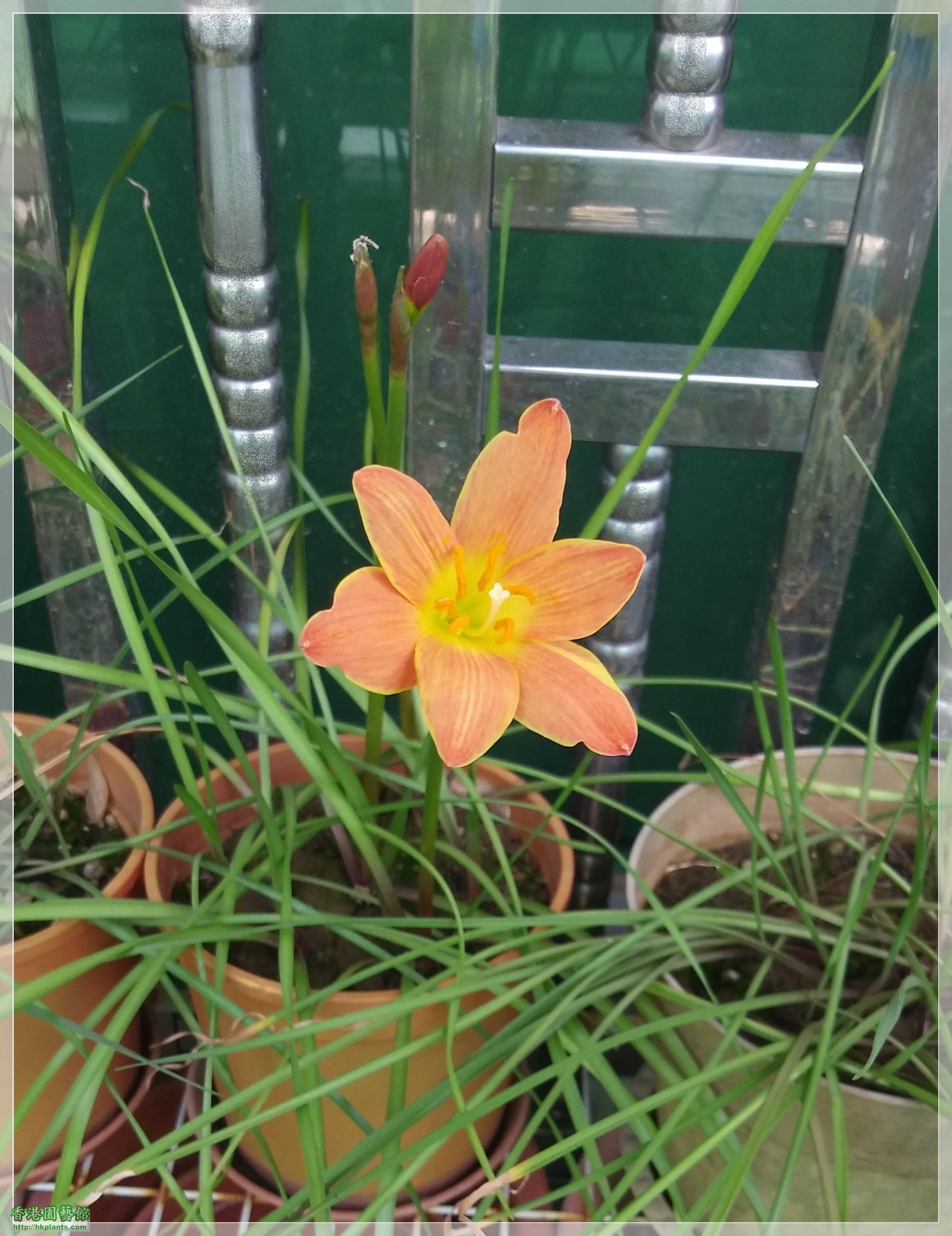 Zephyranthes Java-2020-001.jpg