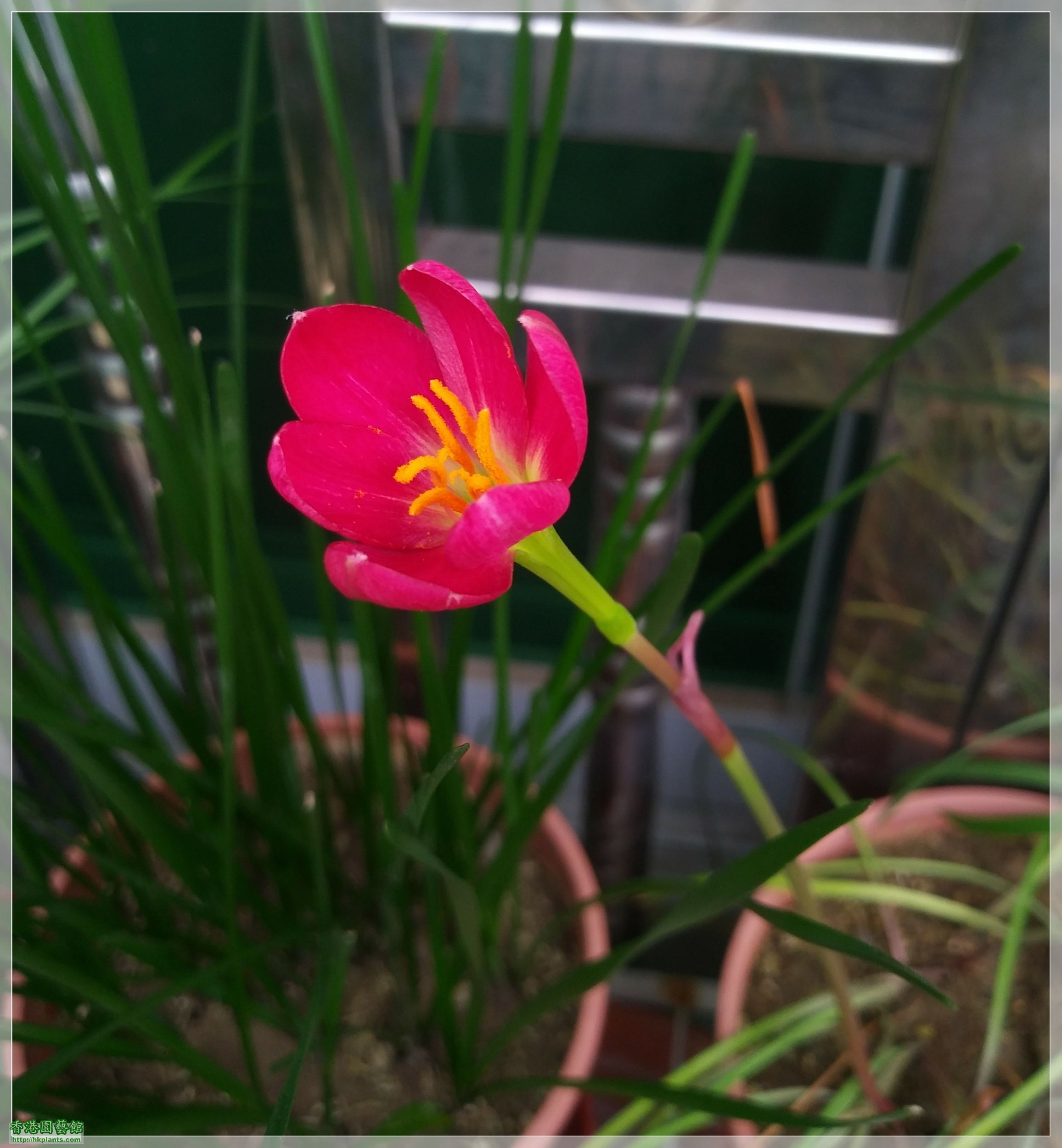 Zephyranthes katherinae &#039;Jacala Red&#039;-種子-2018-003.jpg