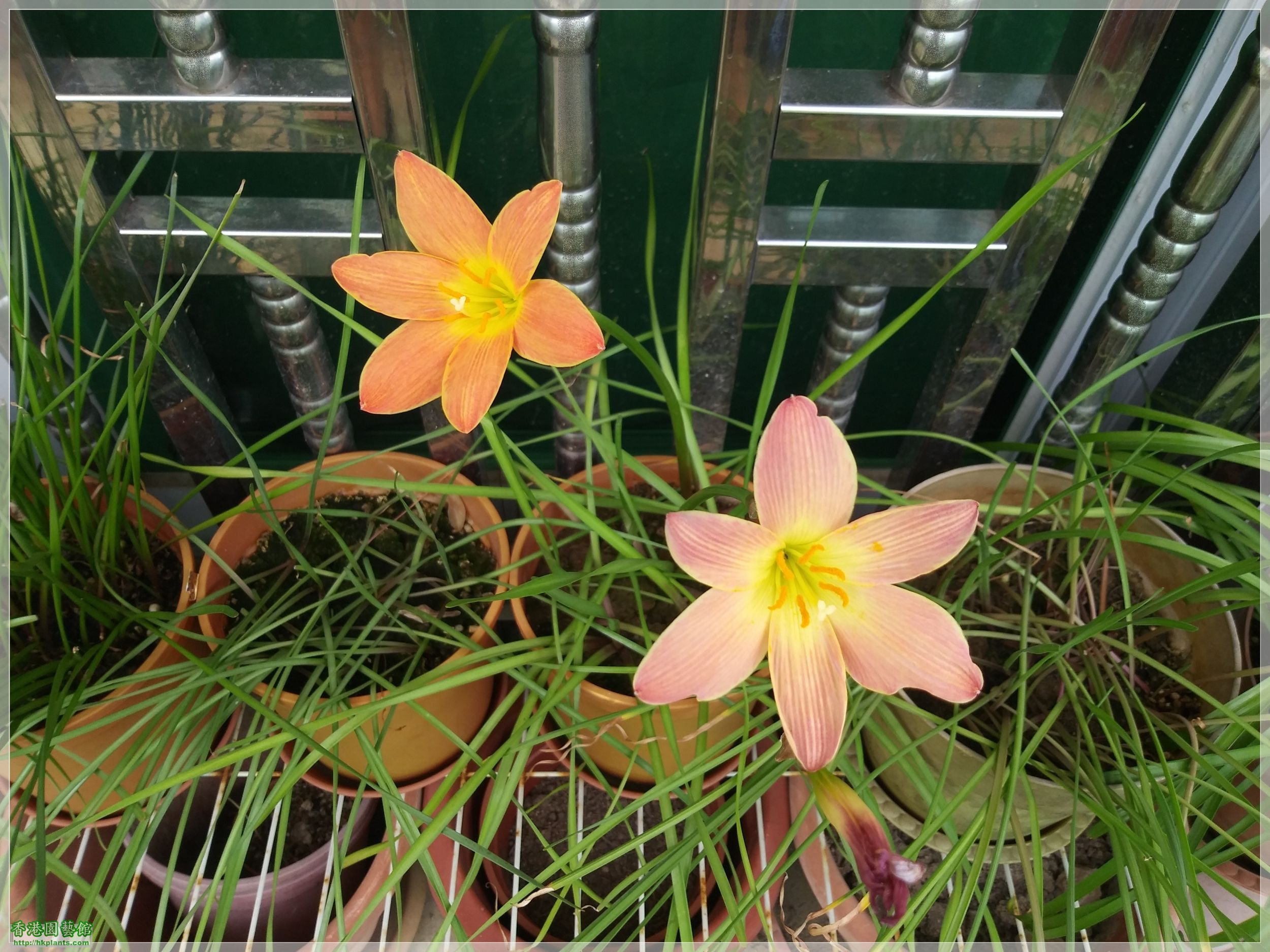 Zephyranthes Java-2020-003.jpg