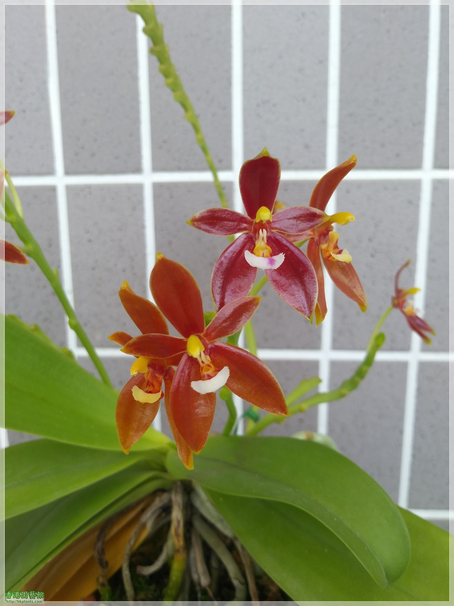 Phalaenopsis cornu-cervi var forma chattaladae 4n-2019-017.jpg
