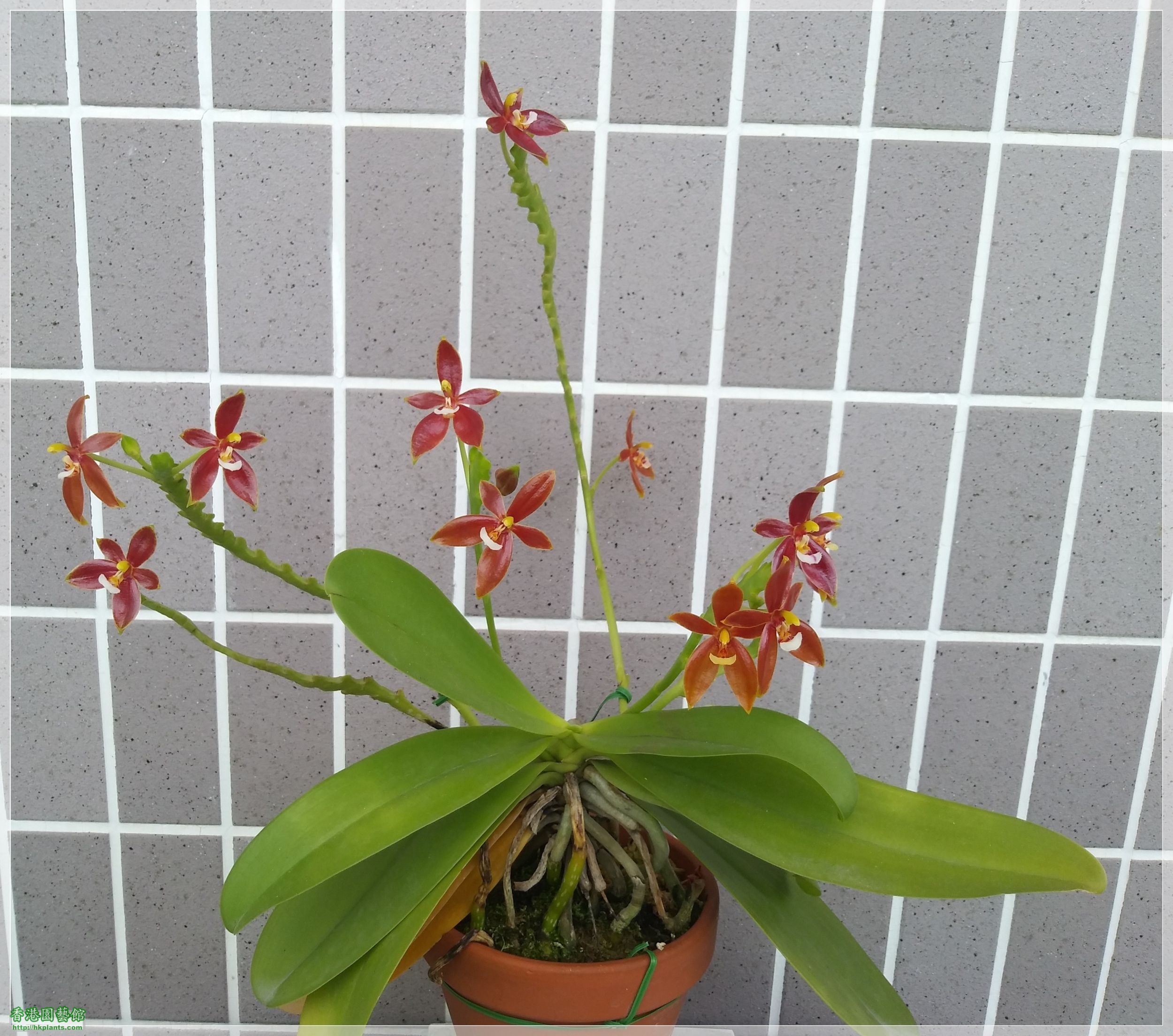 Phalaenopsis cornu-cervi var forma chattaladae 4n-2019-016.jpg