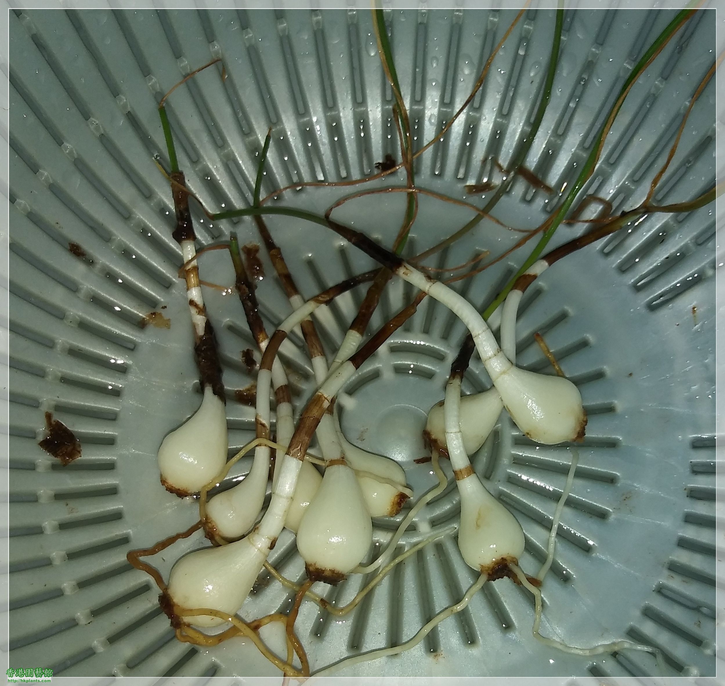 Zephyranthes Cooperia traubii-2020-002.jpg