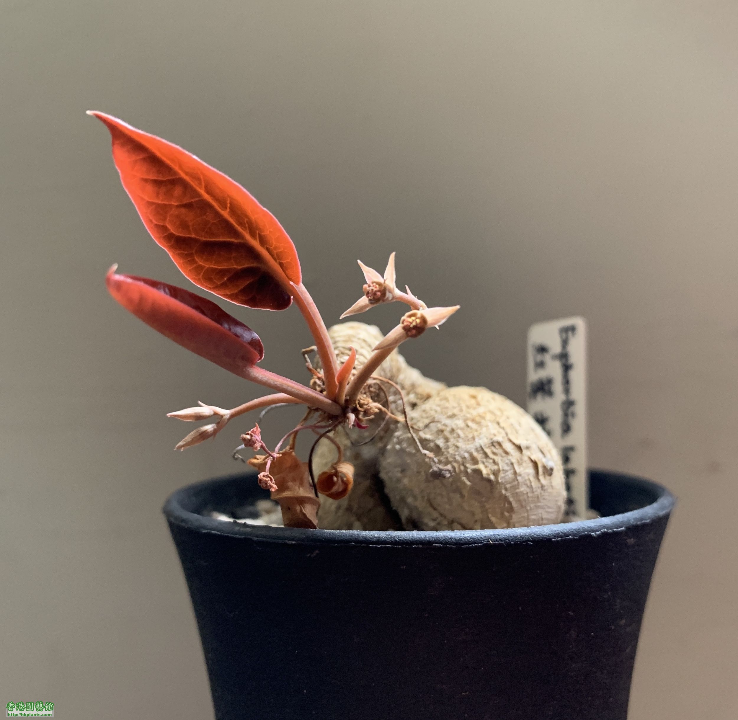  Euphorbia labatii red