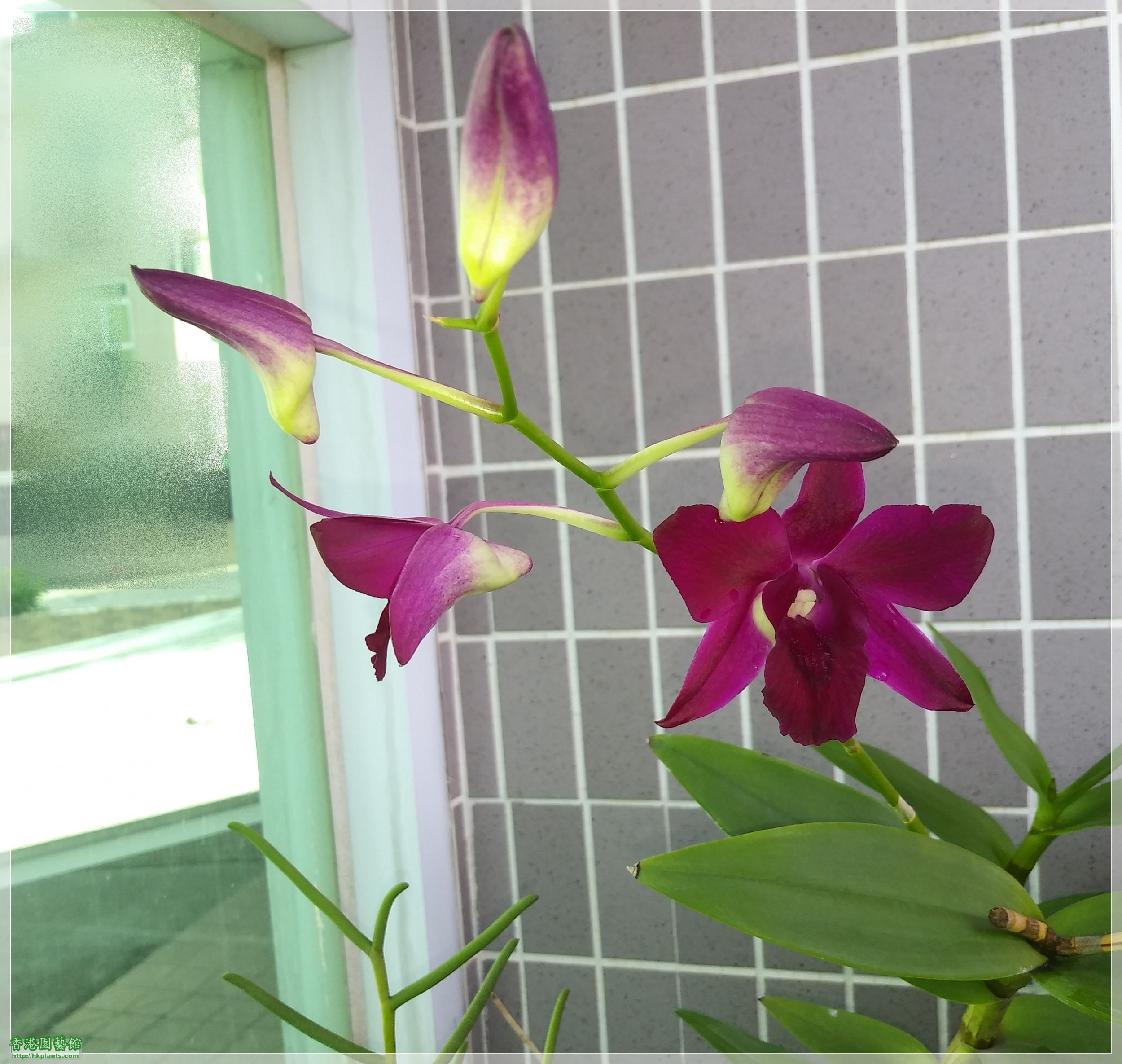 秋石斛-深紫紅-2020-003.jpg