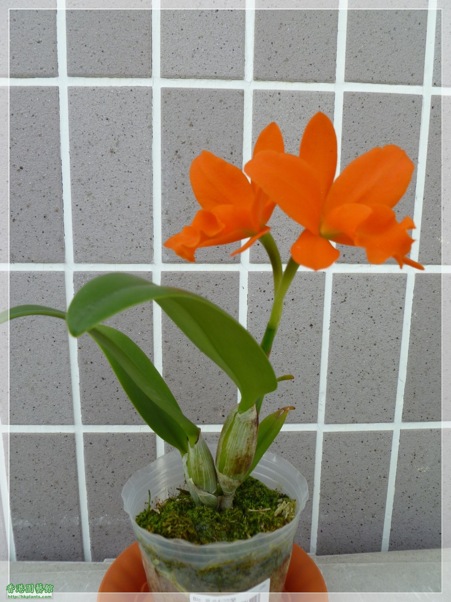 Blc. Young-Min Orange.JPG