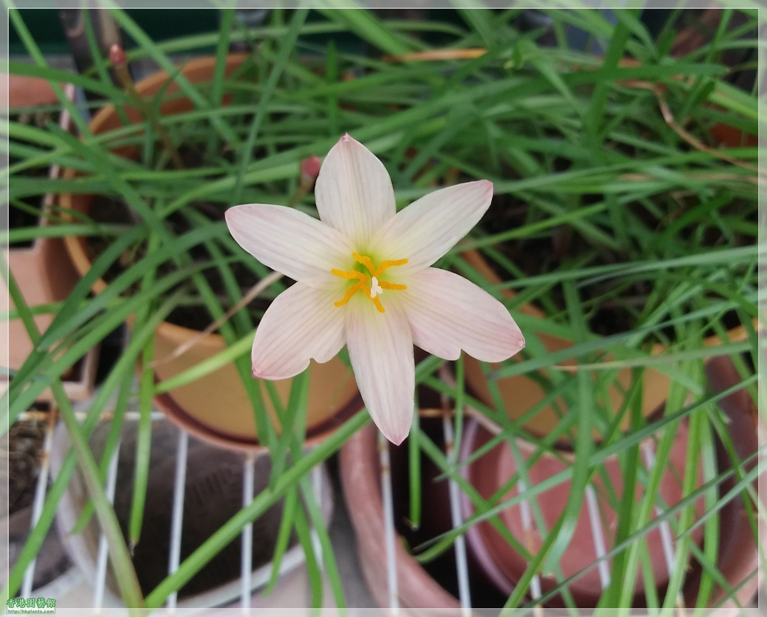 Zephyranthes Sunset Strain-2020-001.jpg