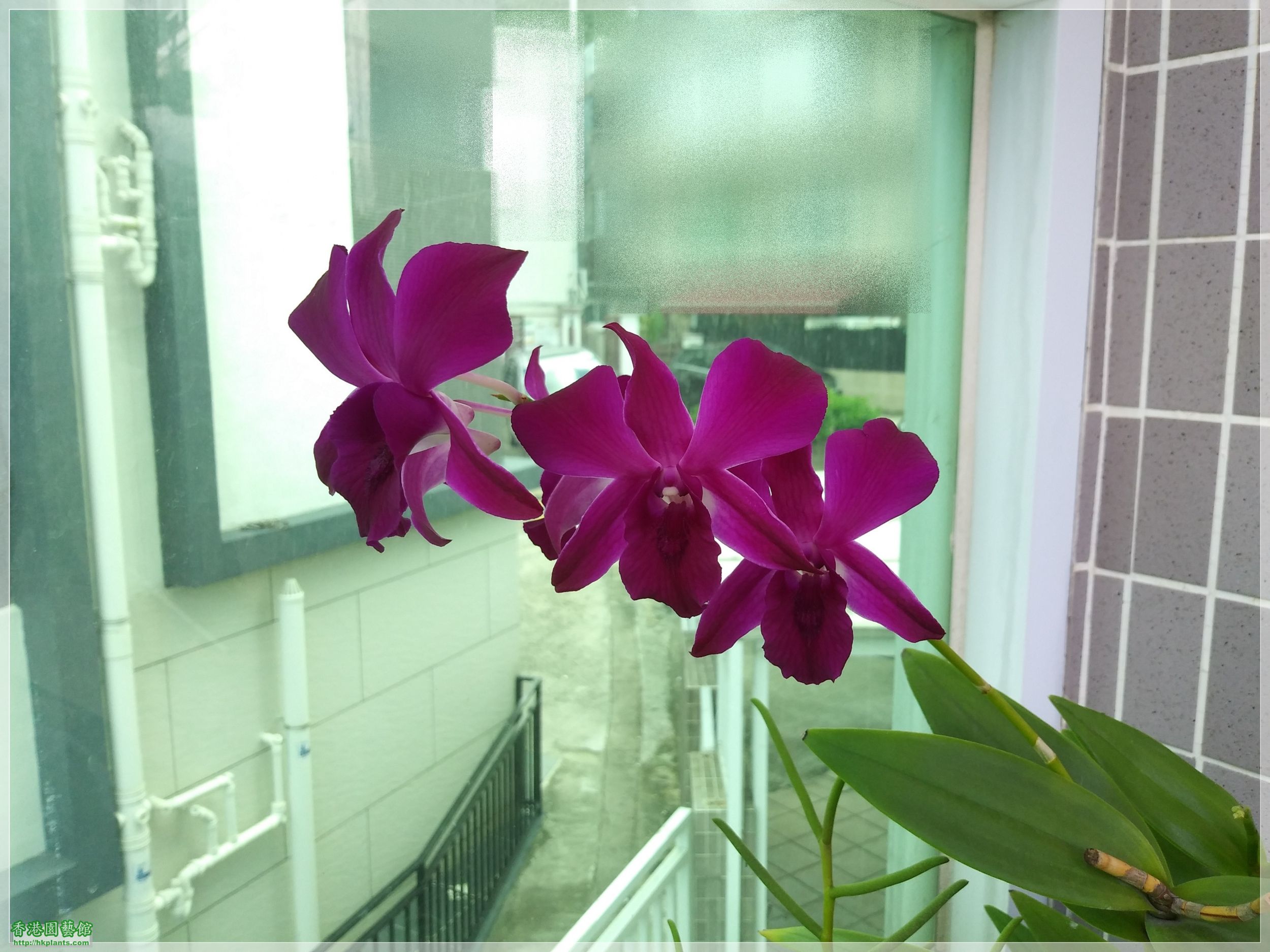 秋石斛-深紫紅-2020-005.jpg