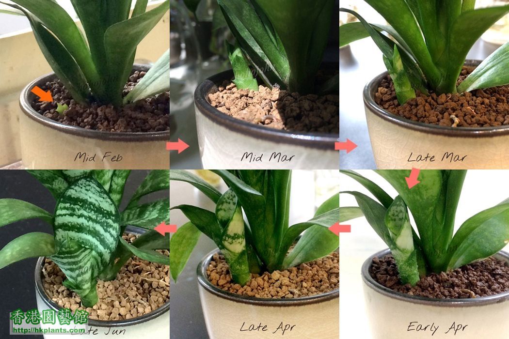 Sansevieria trifasciata timeline.jpg