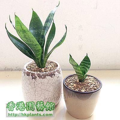 Sansevieria trifasciata 12.JPG