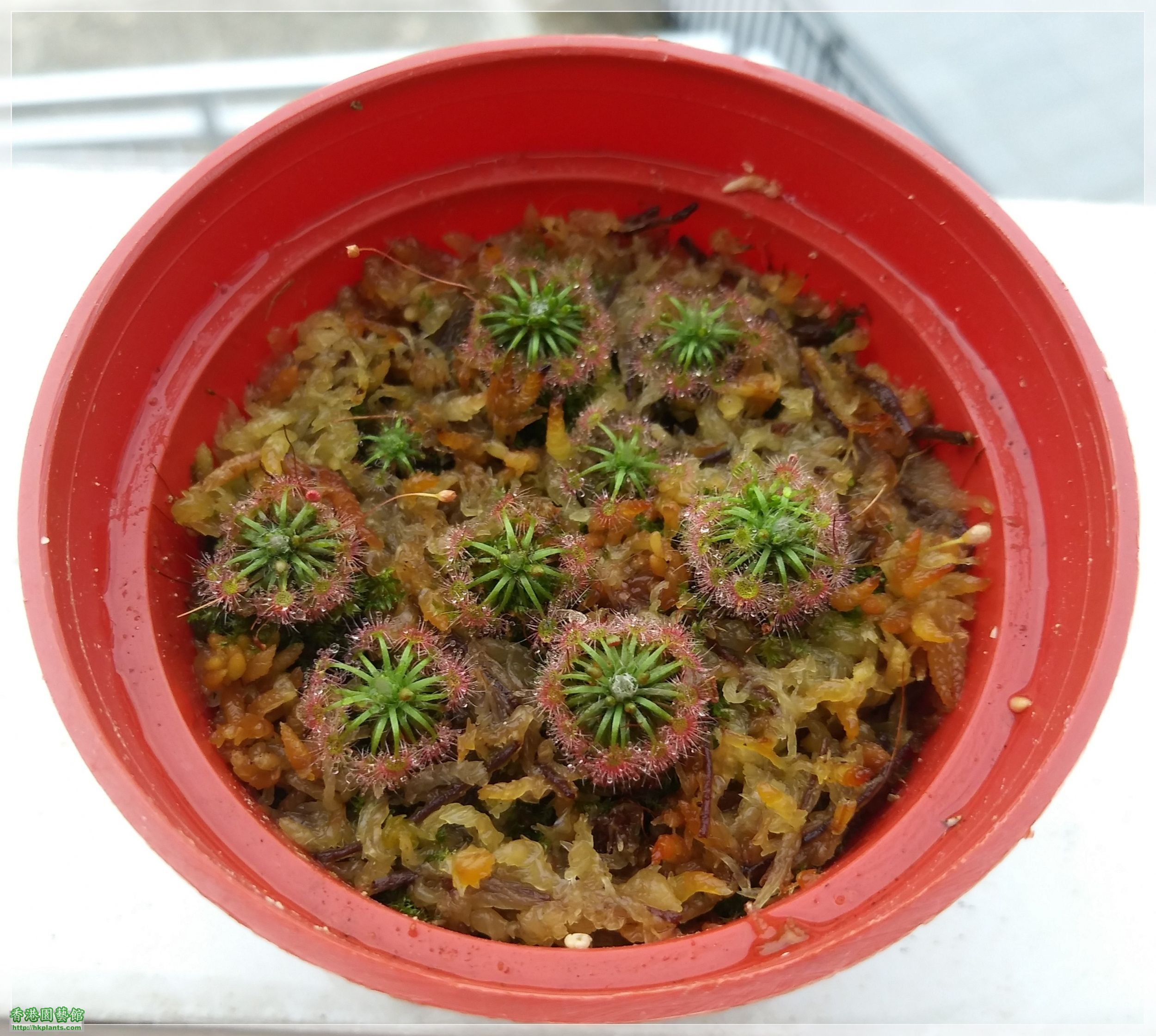 Drosera Carbarup-2020-C006.jpg