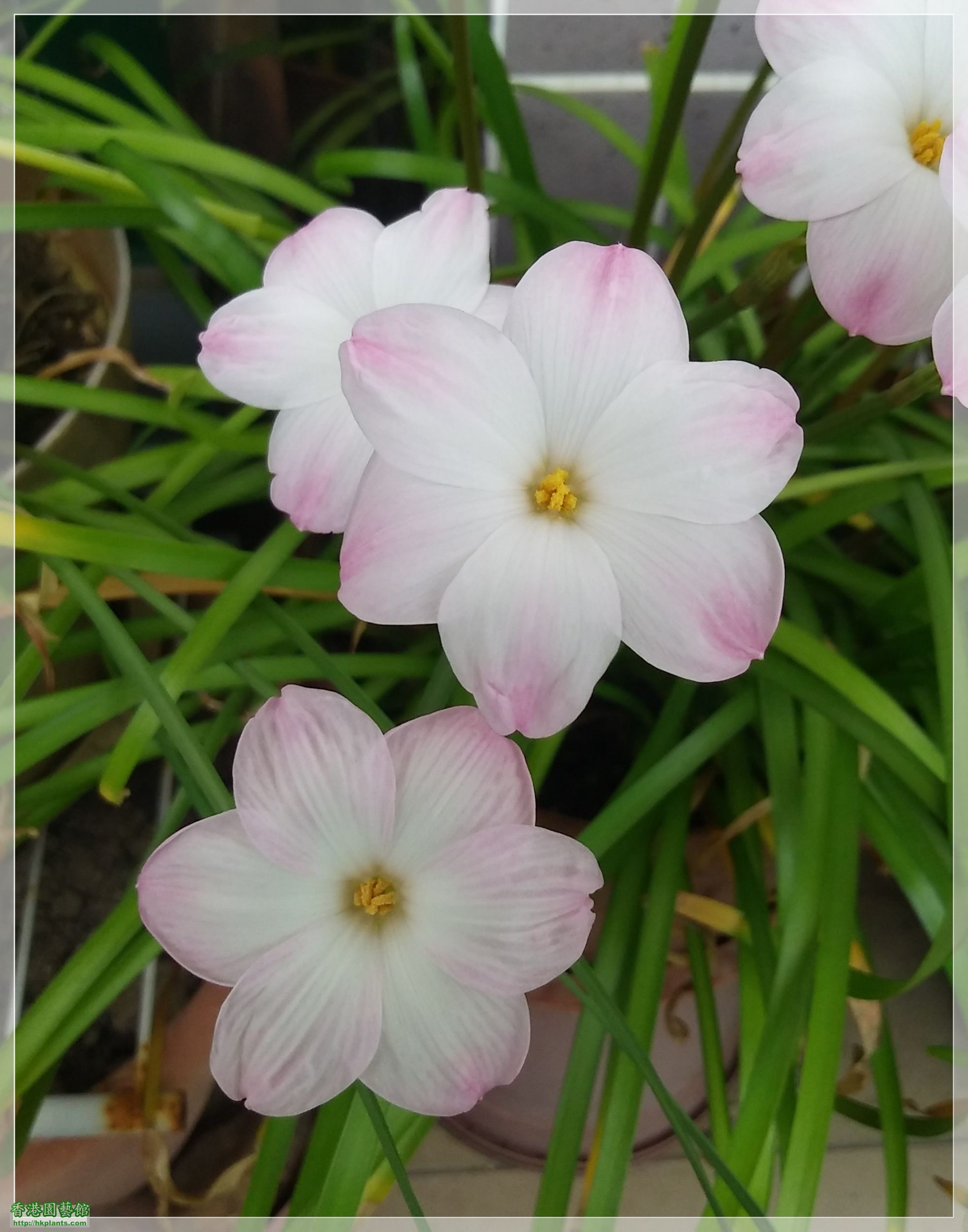 Zephyranthes sp. Labuffarosa &#039;Lily Pies&#039;-2020-005.jpg