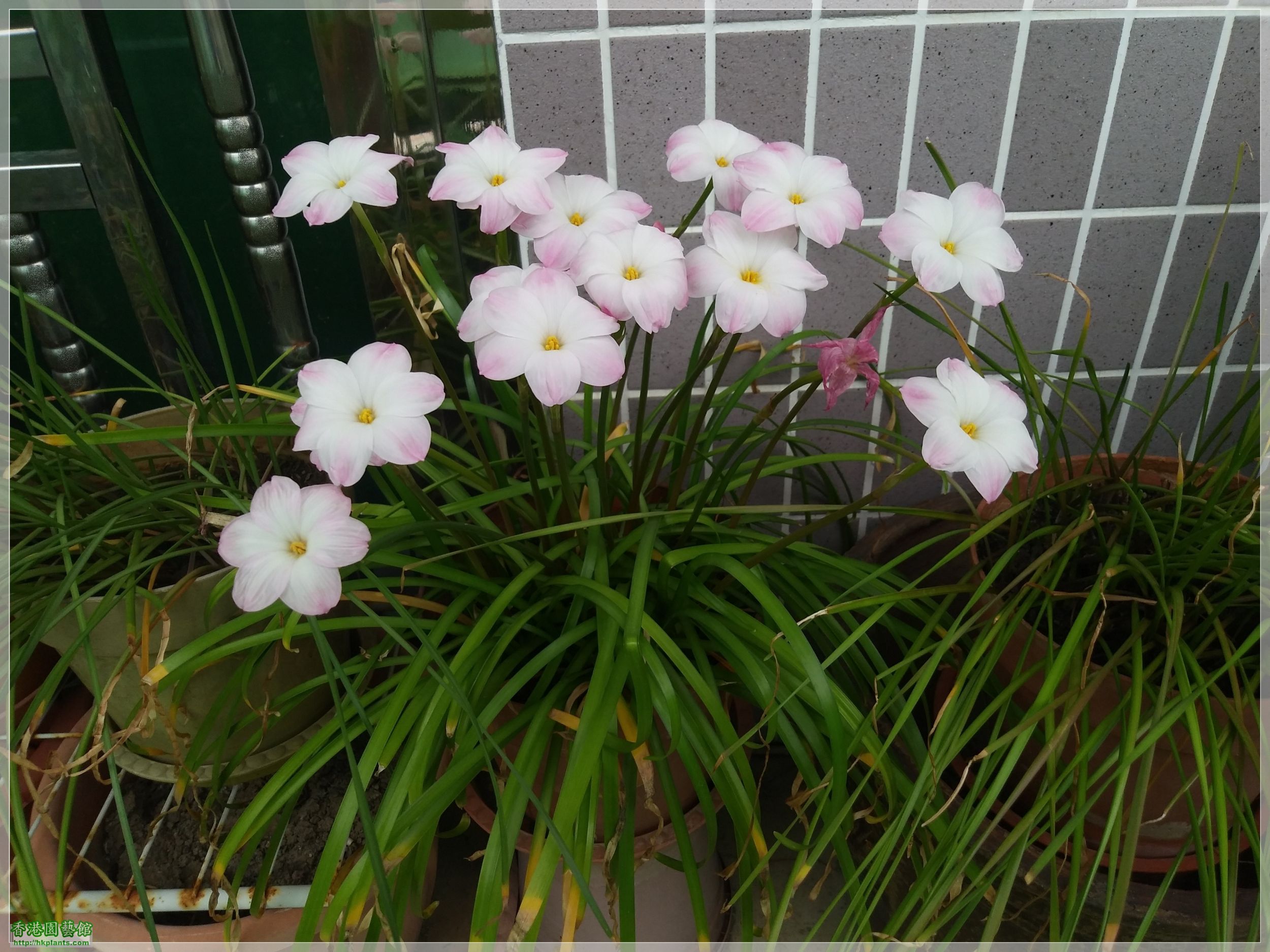 Zephyranthes sp. Labuffarosa &#039;Lily Pies&#039;-2020-002.jpg