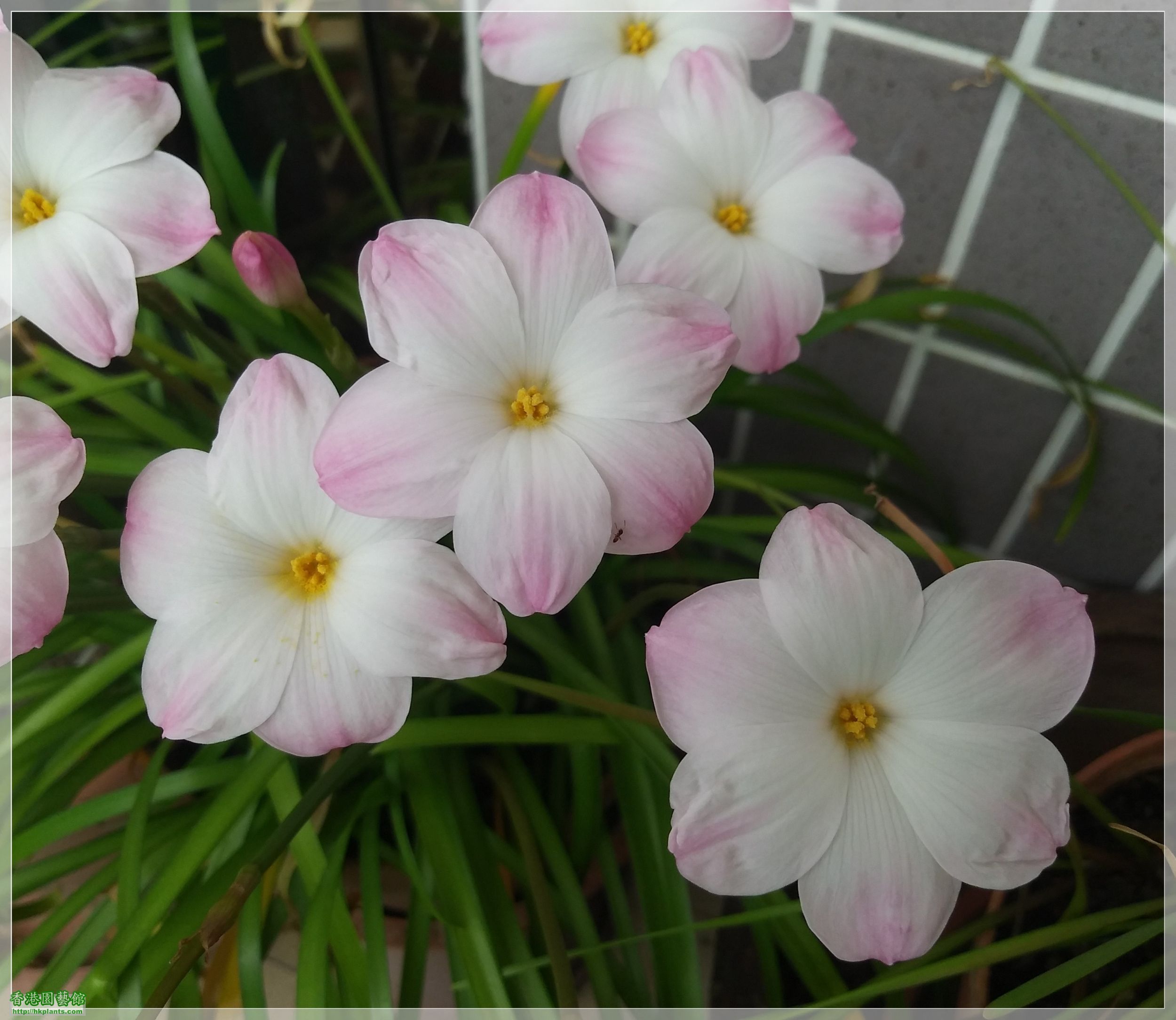 Zephyranthes sp. Labuffarosa &#039;Lily Pies&#039;-2020-004.jpg