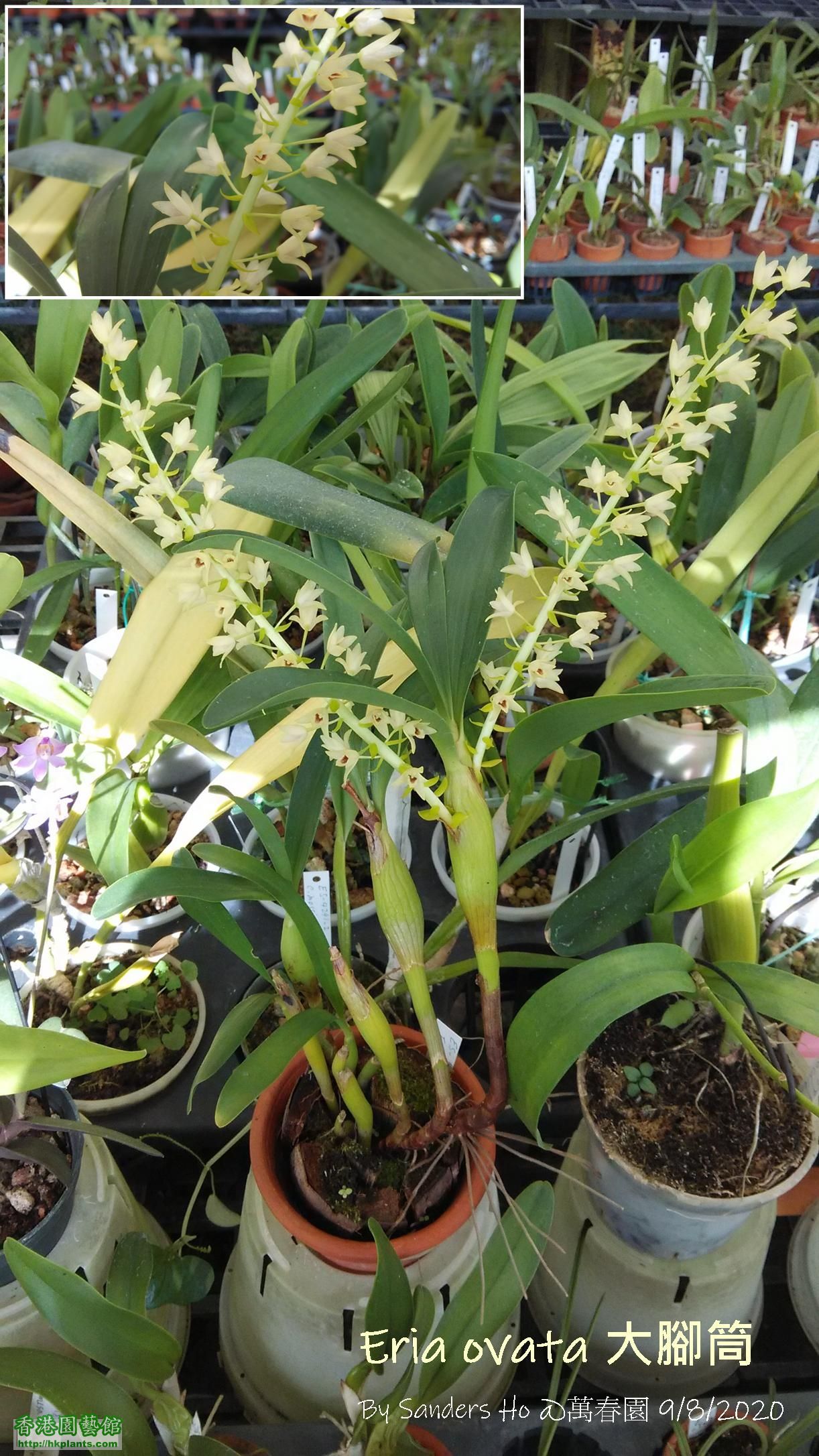 Eria ovata 大腳筒.jpg