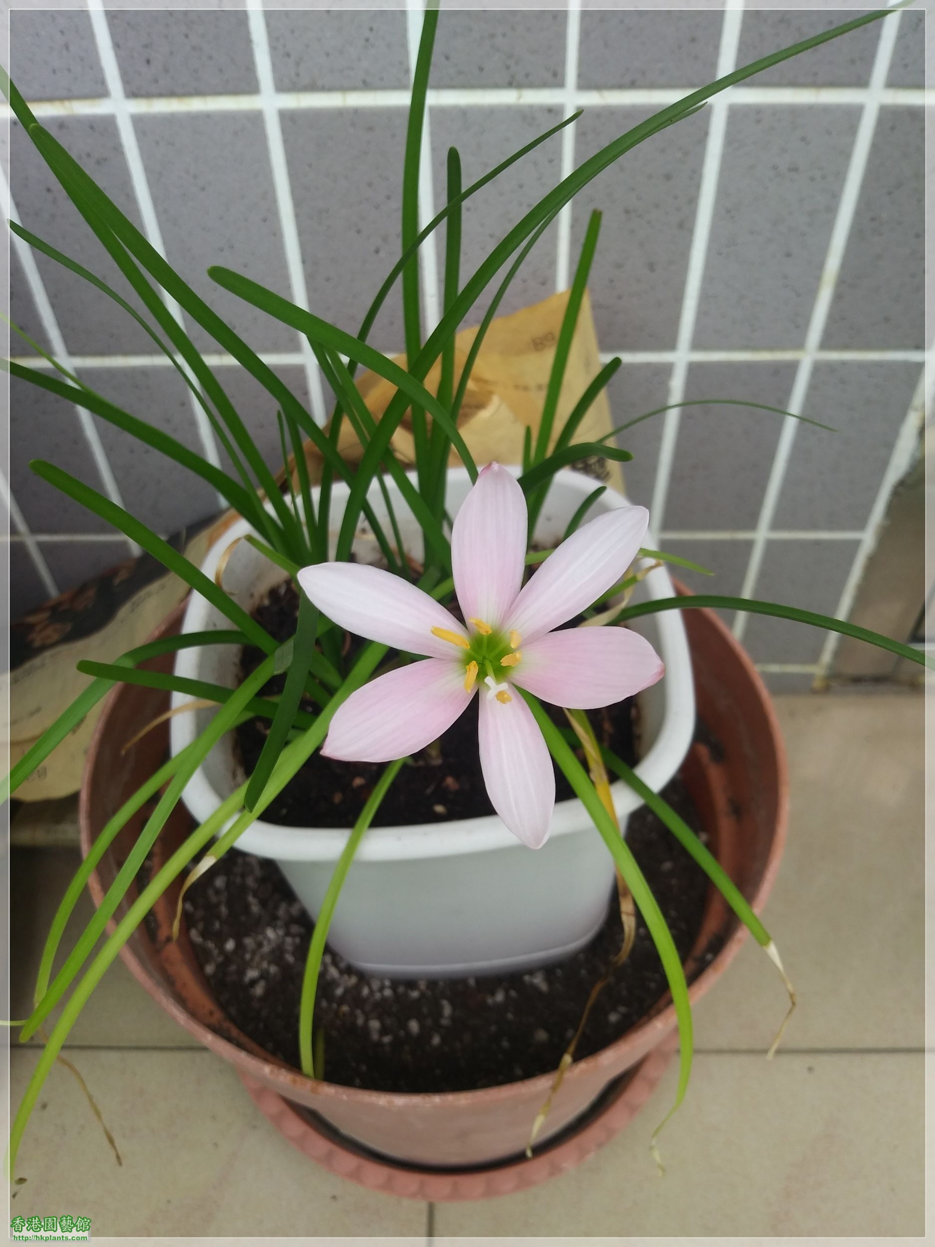 Zephyranthes &#039;El Cielo&#039;-2020-003.jpg