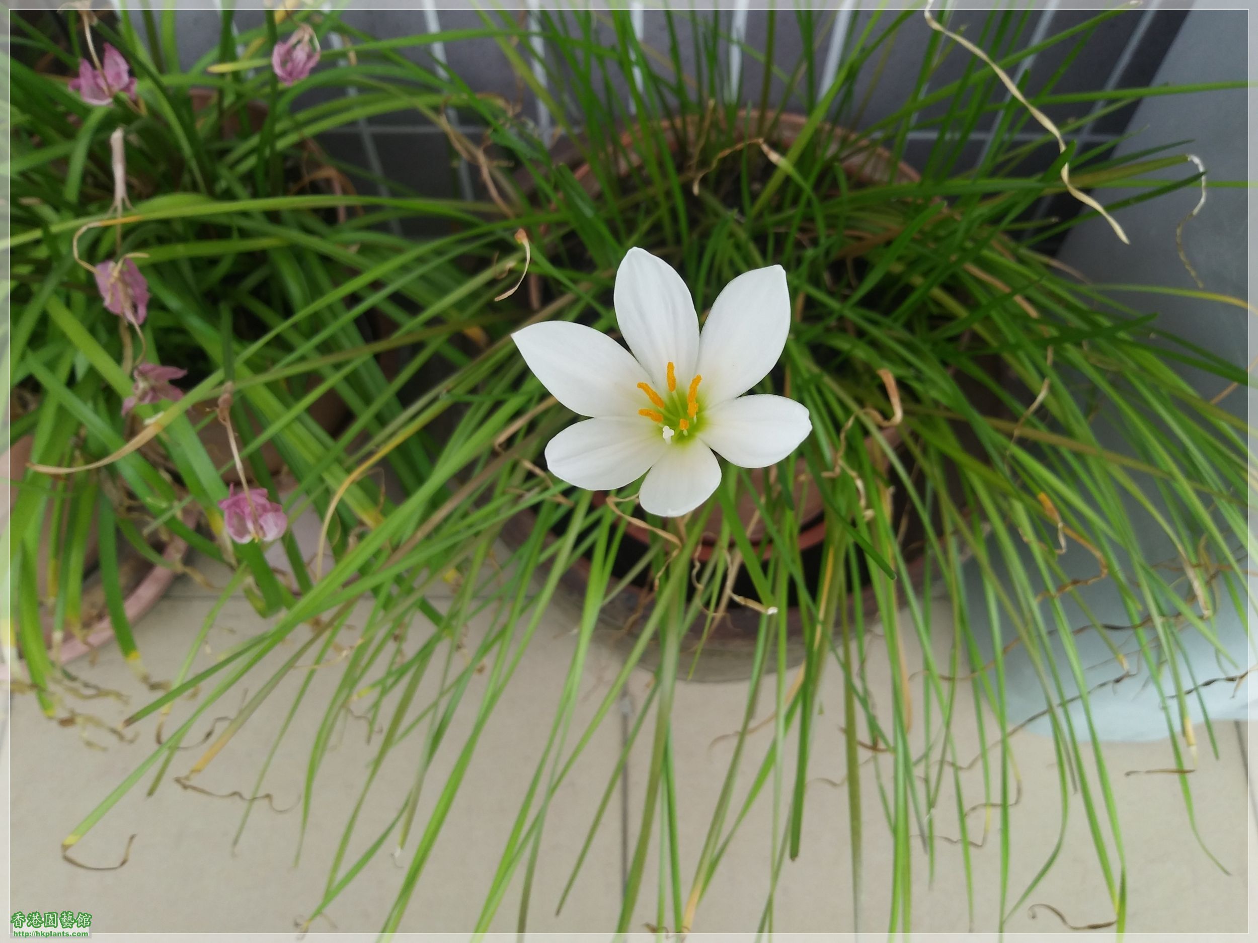 Zephyranthes Candida-2020-001.jpg