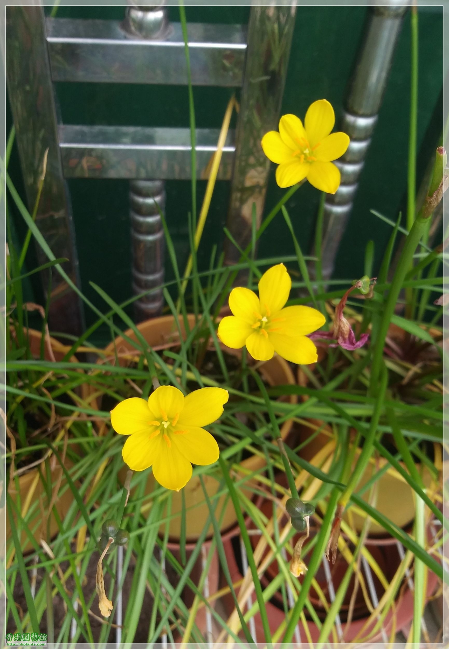 Zephyranthes 黃花-2020-004.jpg