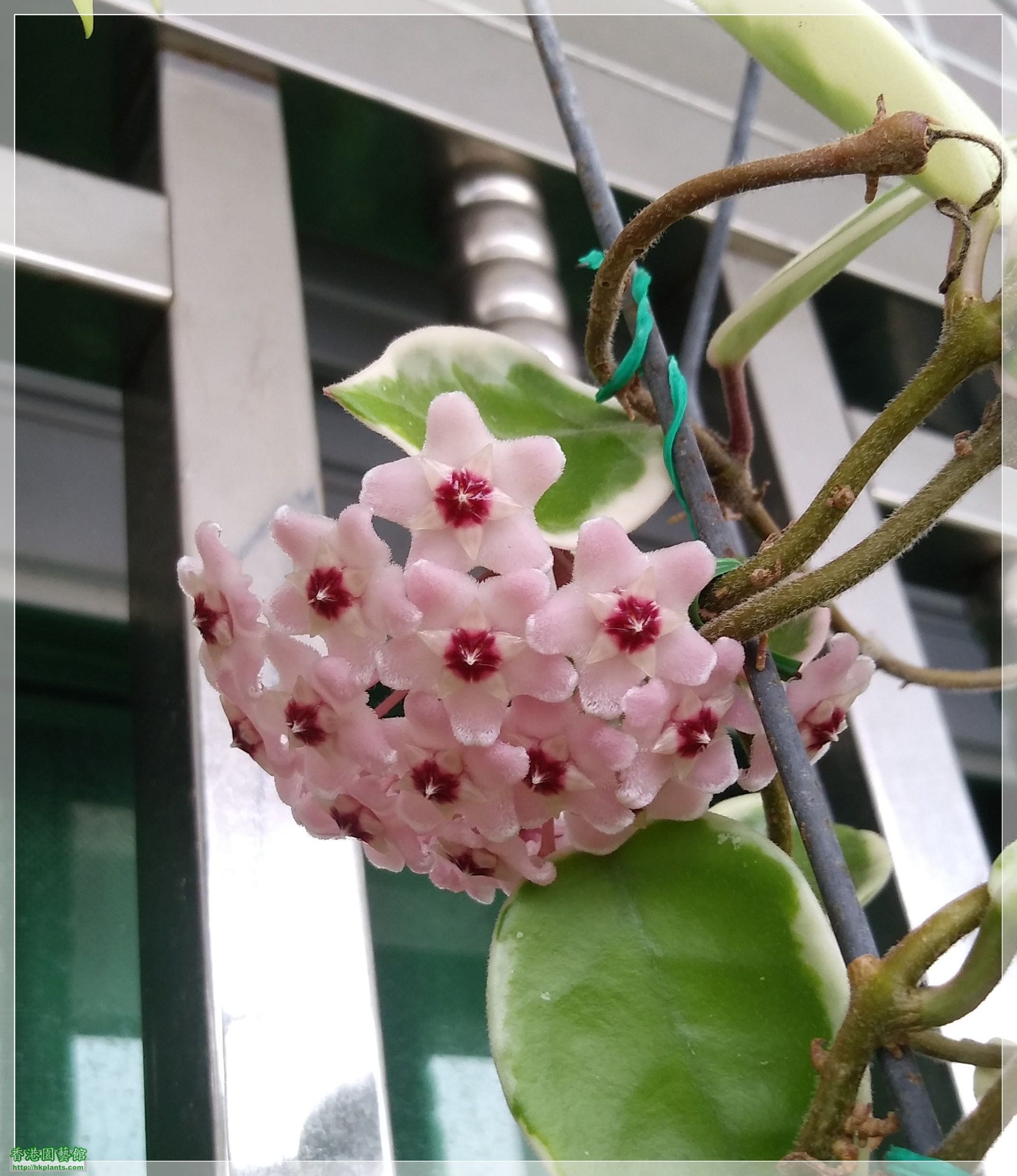 Hoya Carnosa -2020-011.jpg