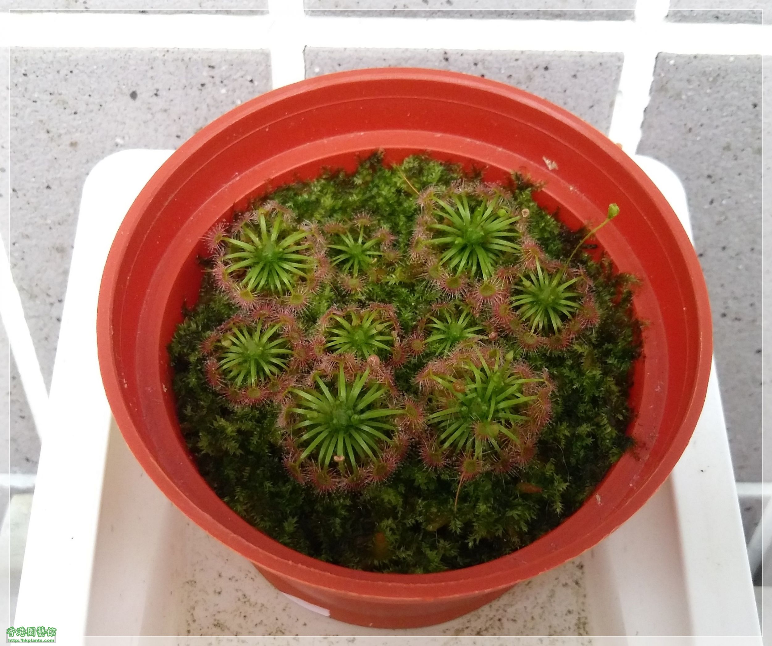 Drosera Carbarup-2020-C008.jpg