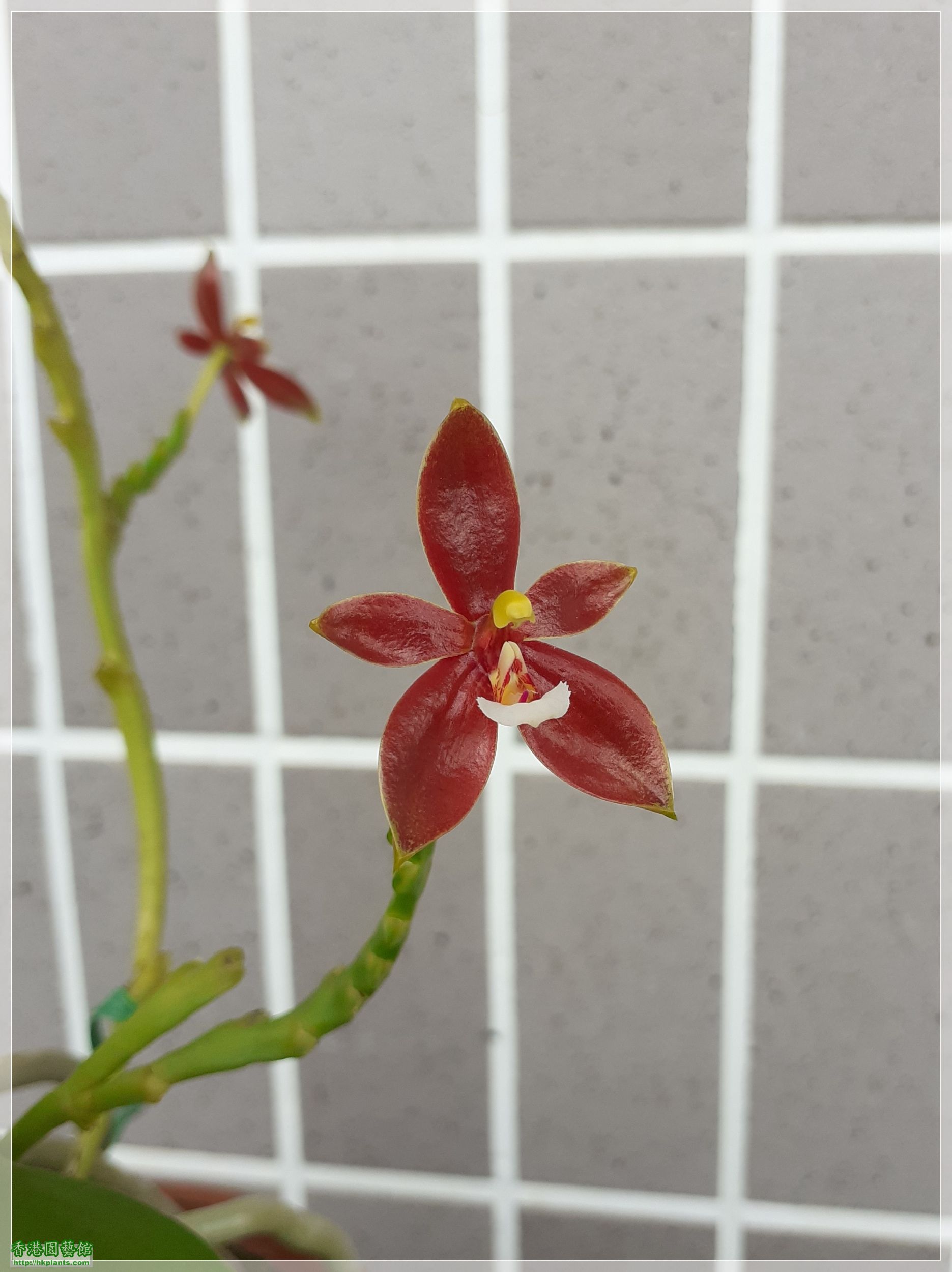 Phalaenopsis cornu-cervi var forma chattaladae 4n-2020-012.jpg
