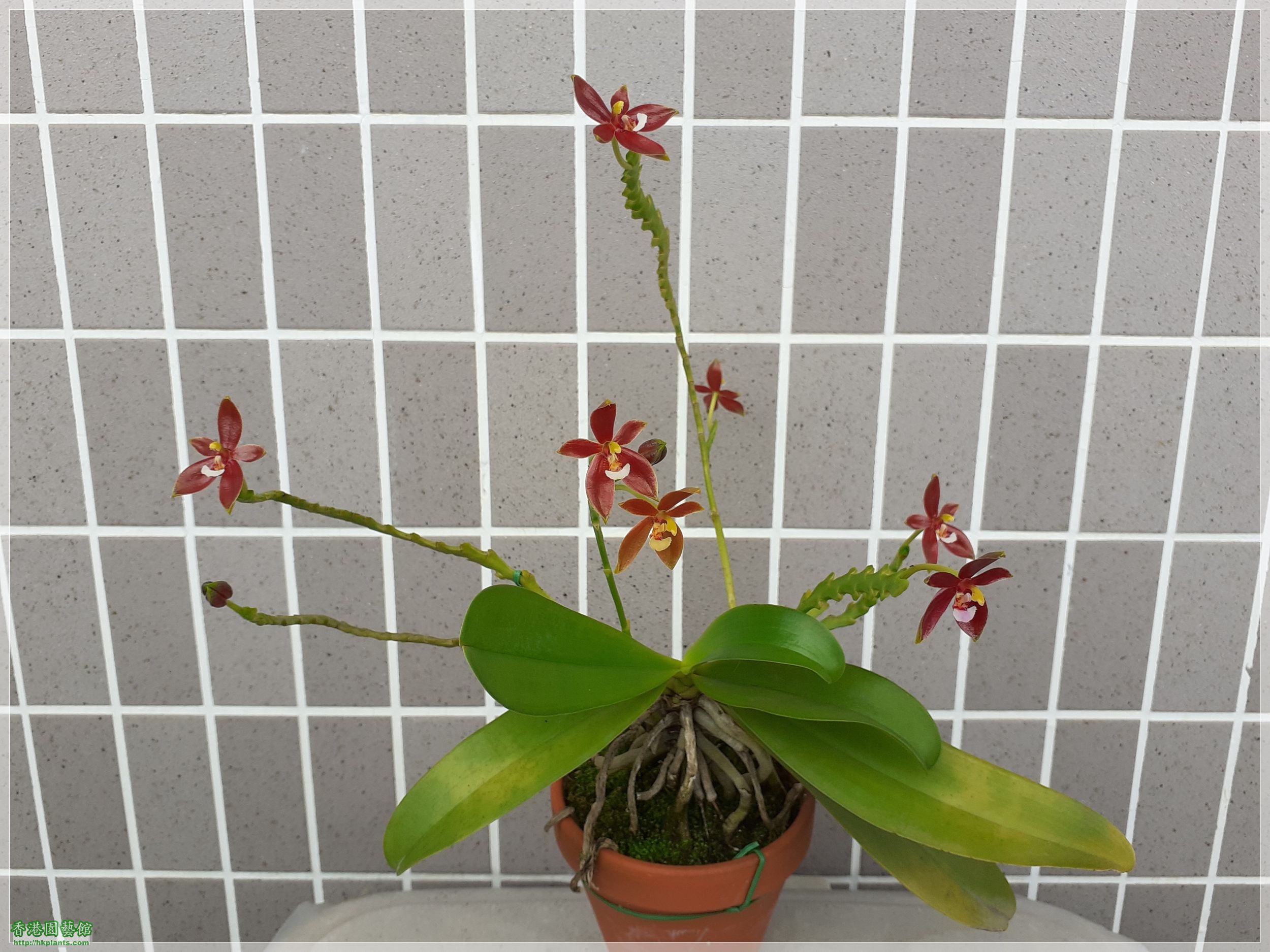 Phalaenopsis cornu-cervi var forma chattaladae 4n-2020-010.jpg