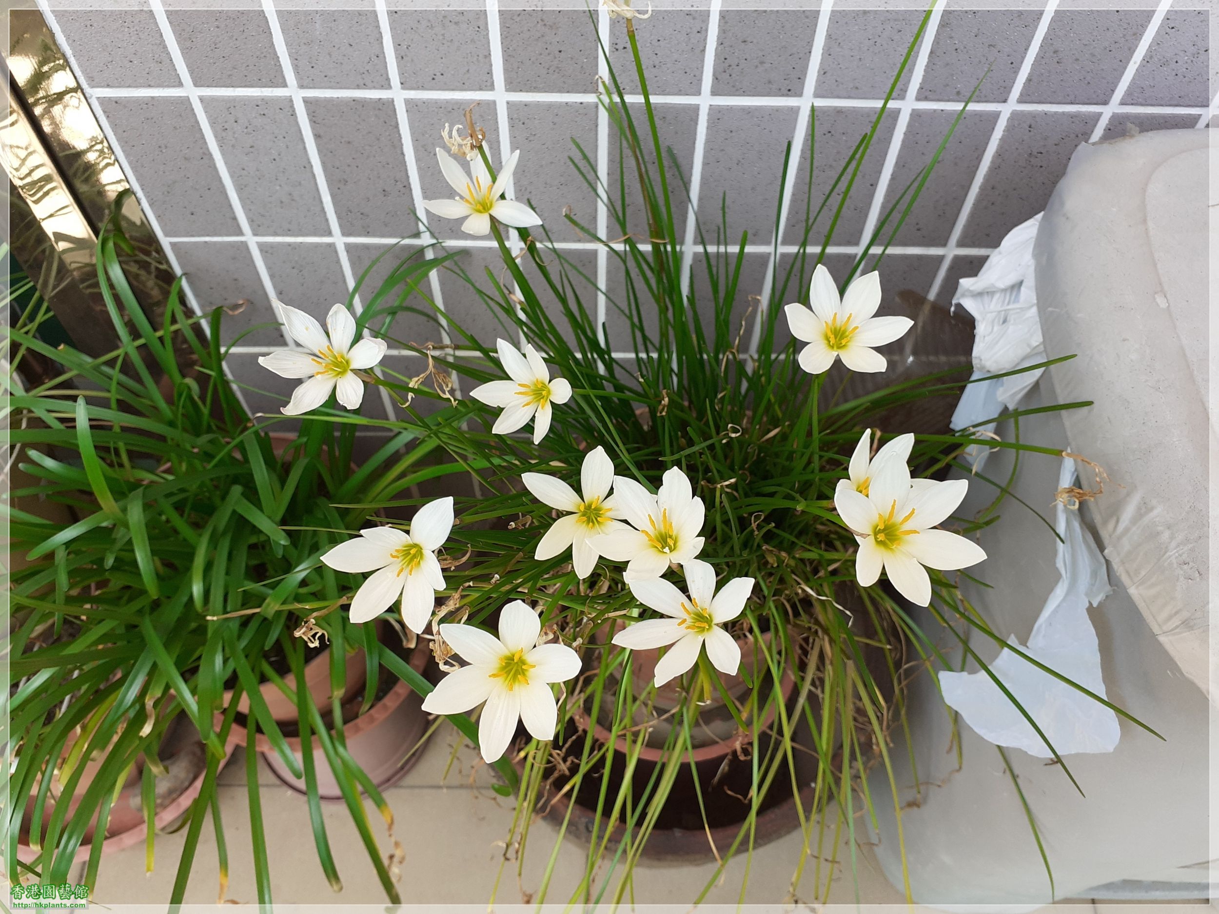 Zephyranthes Candida-2020-003.jpg