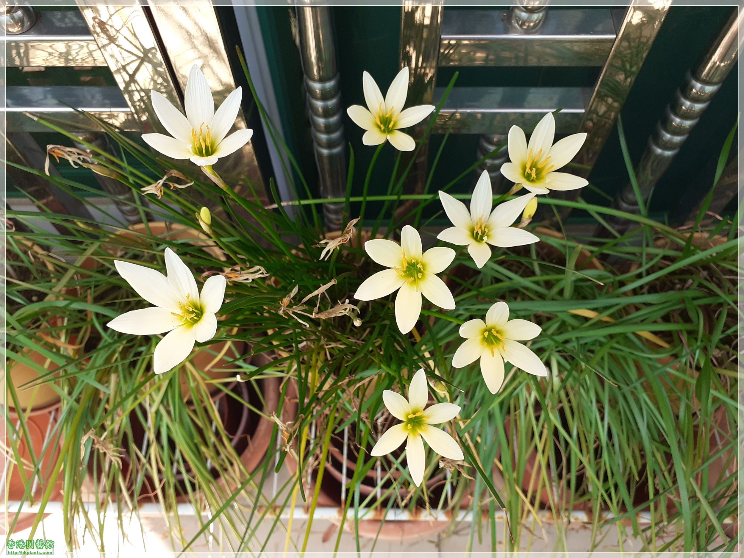 Zephyranthes &#039;Ajax&#039;-2020-004.jpg