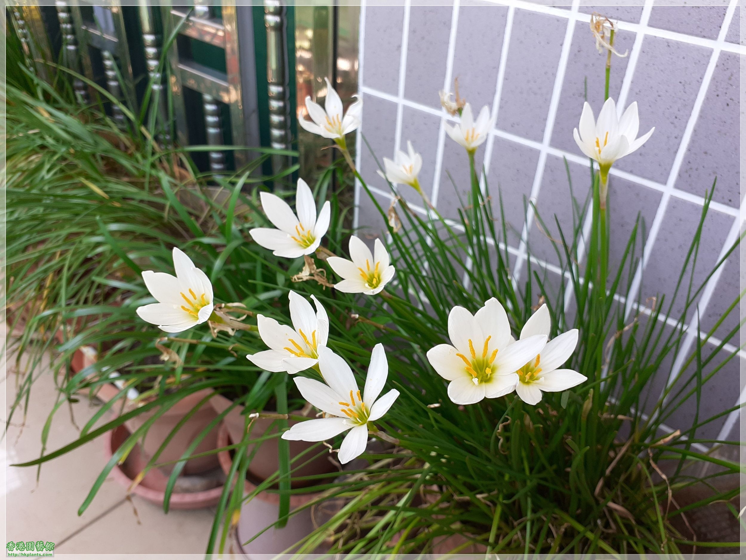 Zephyranthes Candida-2020-004.jpg