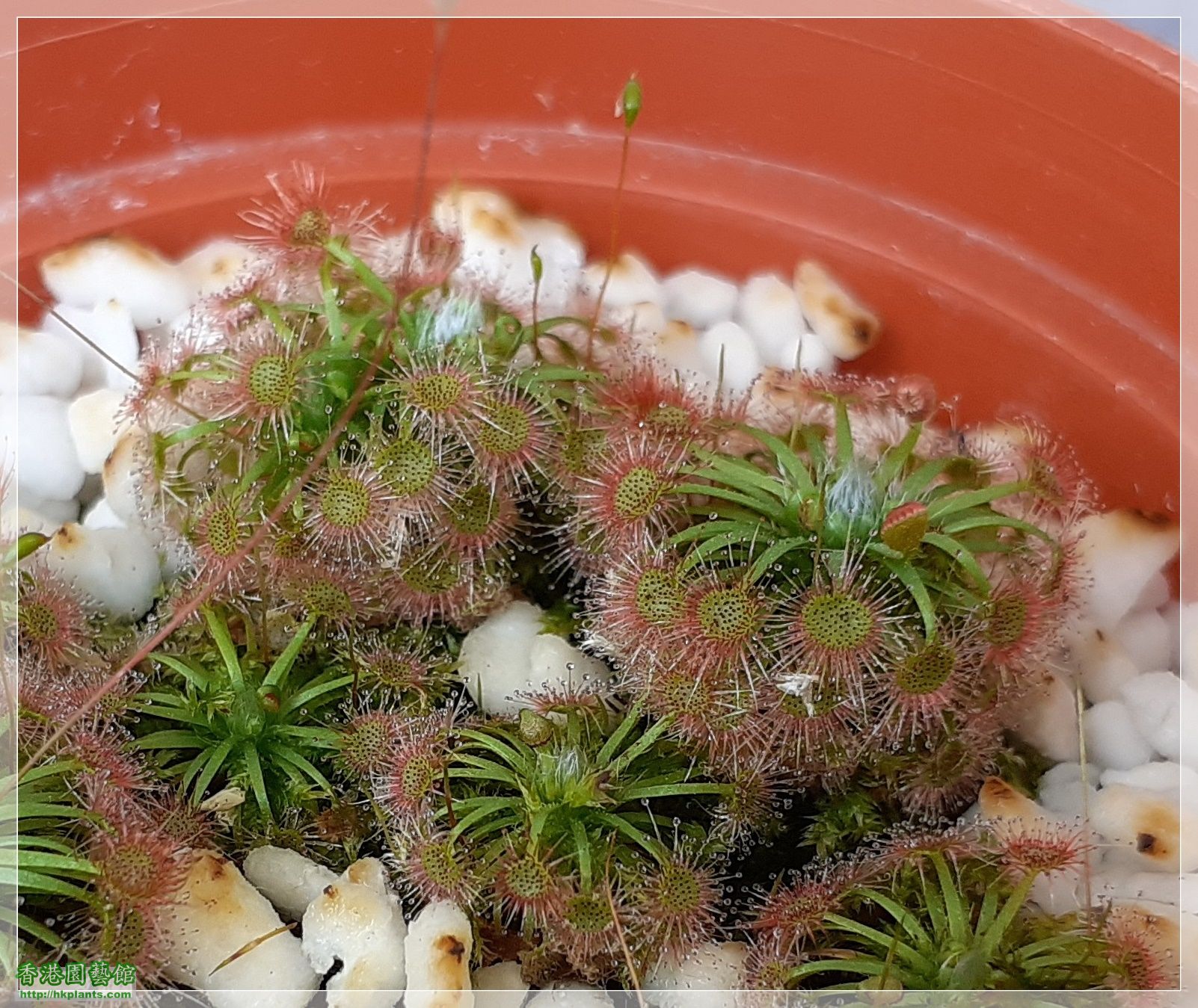 Drosera Carbarup-2020-C013.jpg