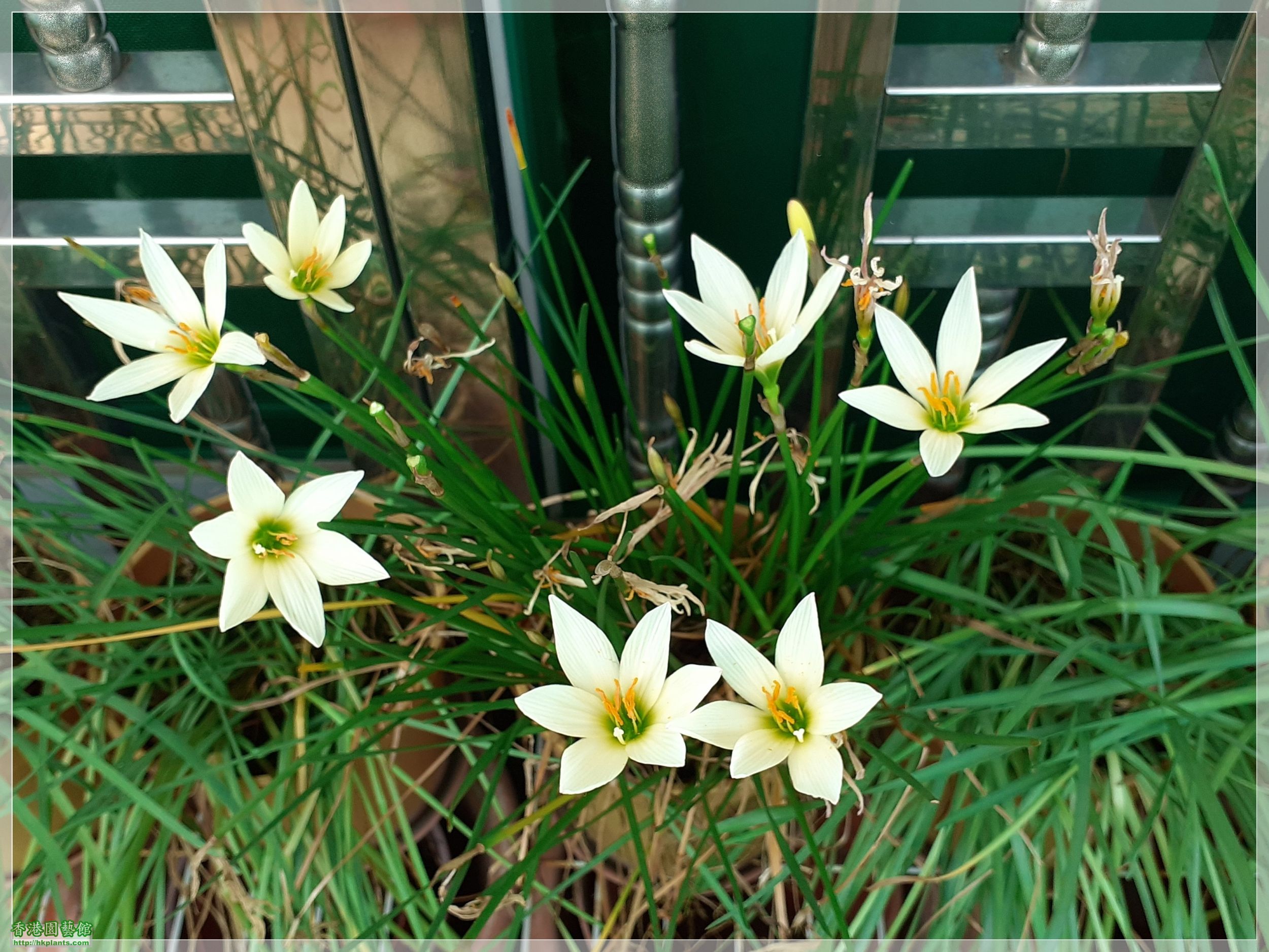 Zephyranthes &#039;Ajax&#039;-2020-007.jpg