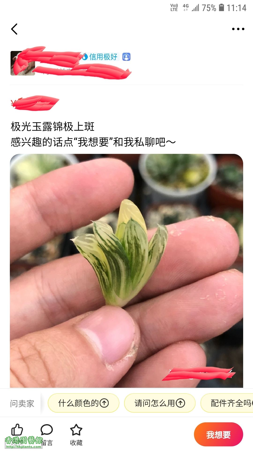 店主玉照