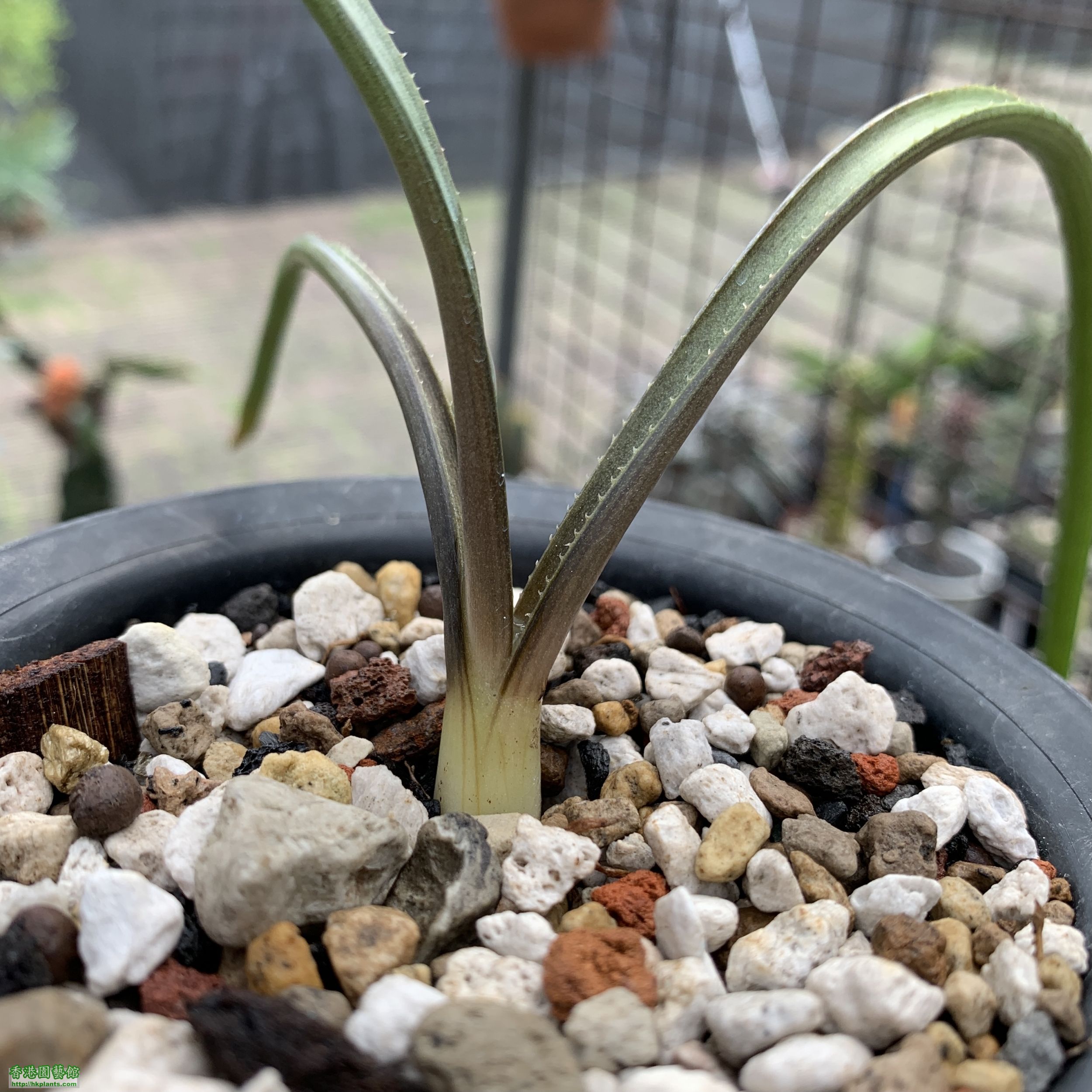 Aloe richardsiae v. richardsiae