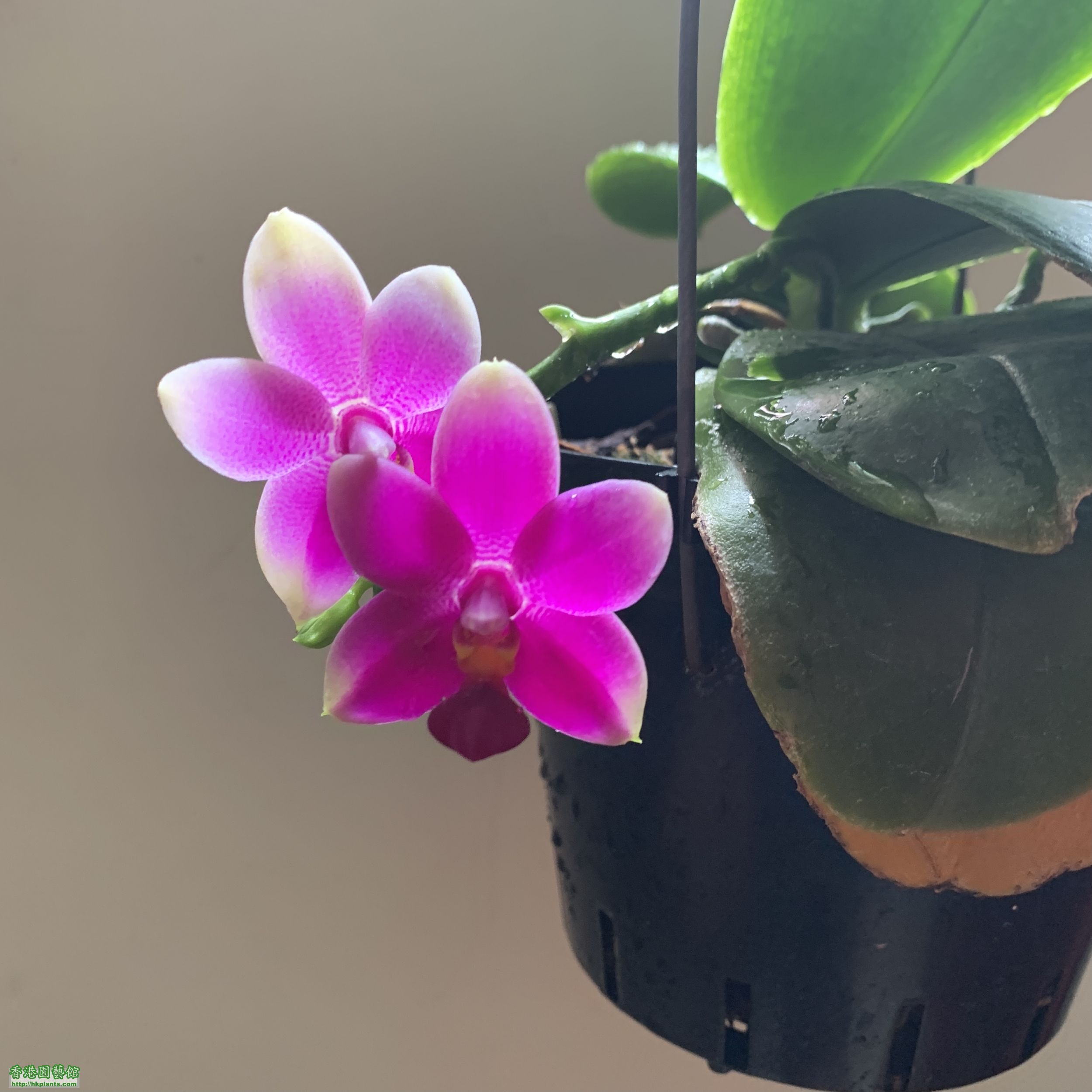 Phal. Violacea x (P. Betris x P. Violacea)