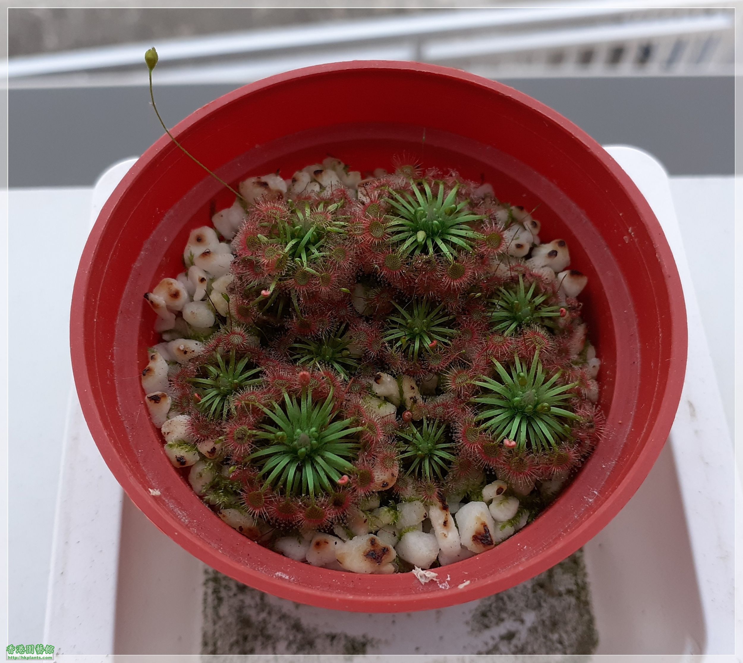 Drosera Carbarup-2020-C015.jpg