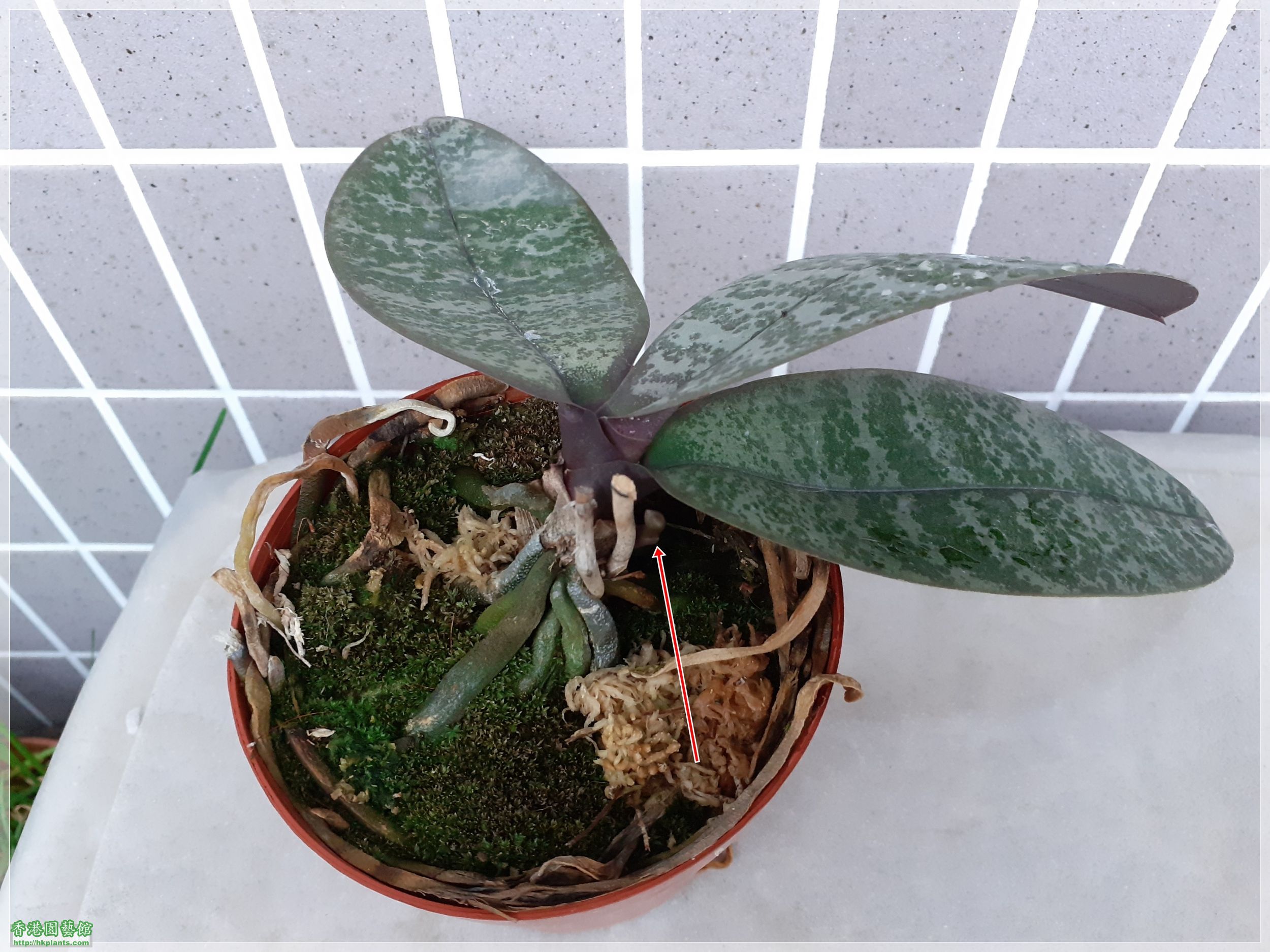 Phalaenopsis schilleriana-2021-001.jpg