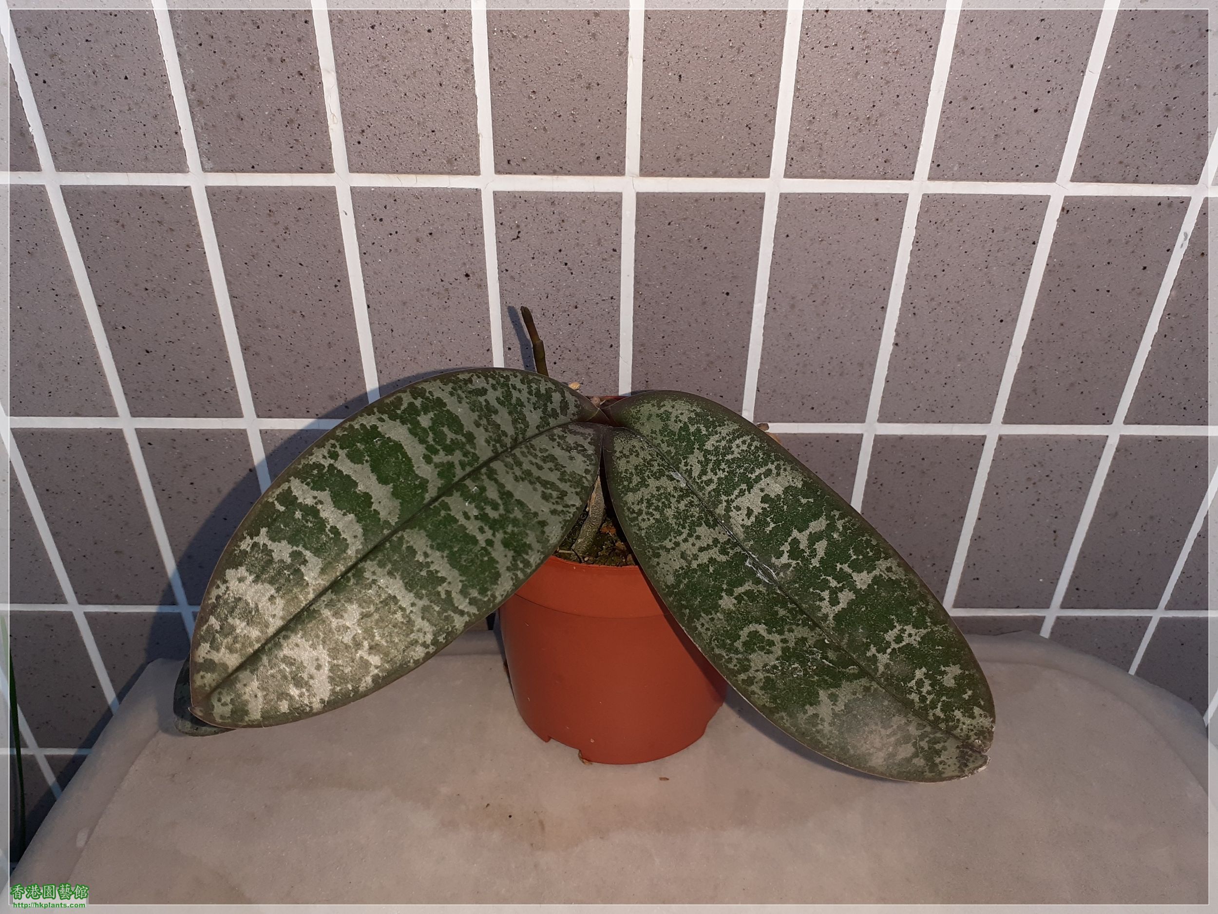 Phalaenopsis schilleriana-2021-002.jpg