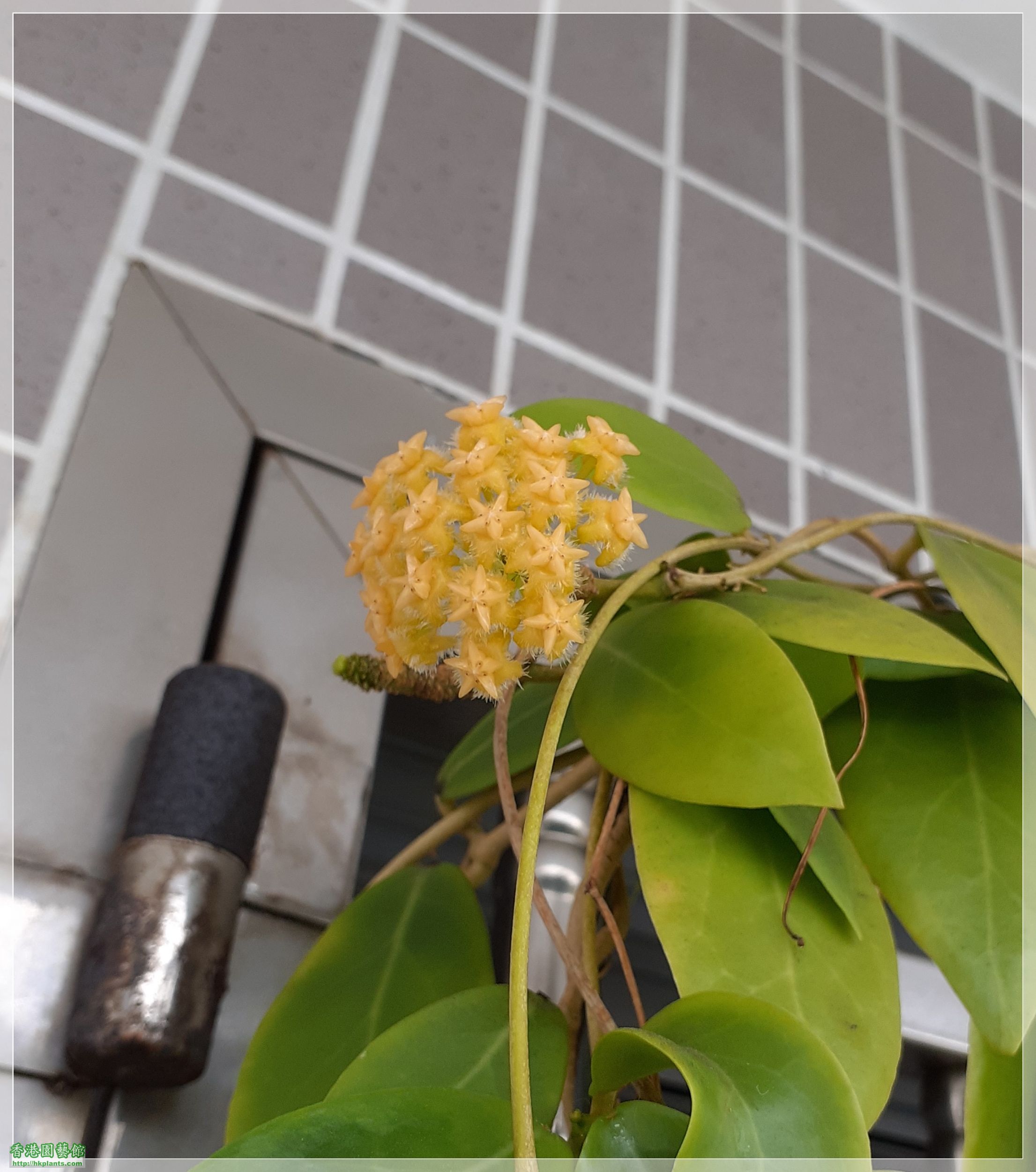 Hoya Mindorensis Yellow Corona-2020-019.jpg