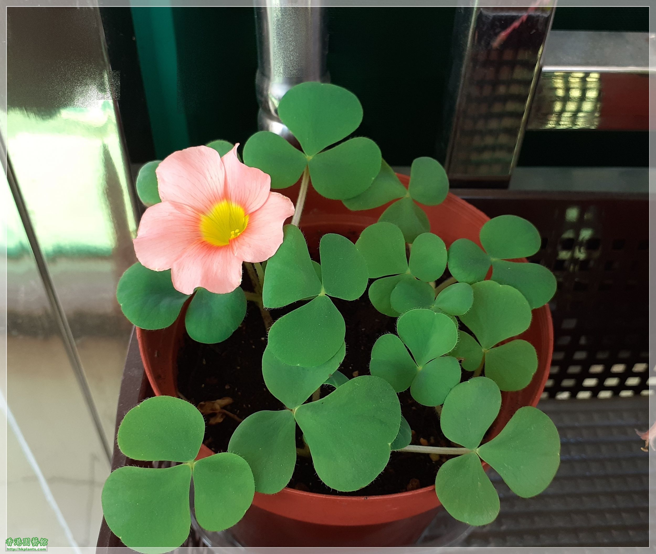 Oxalis Purpurea Salmon-2020-004.jpg